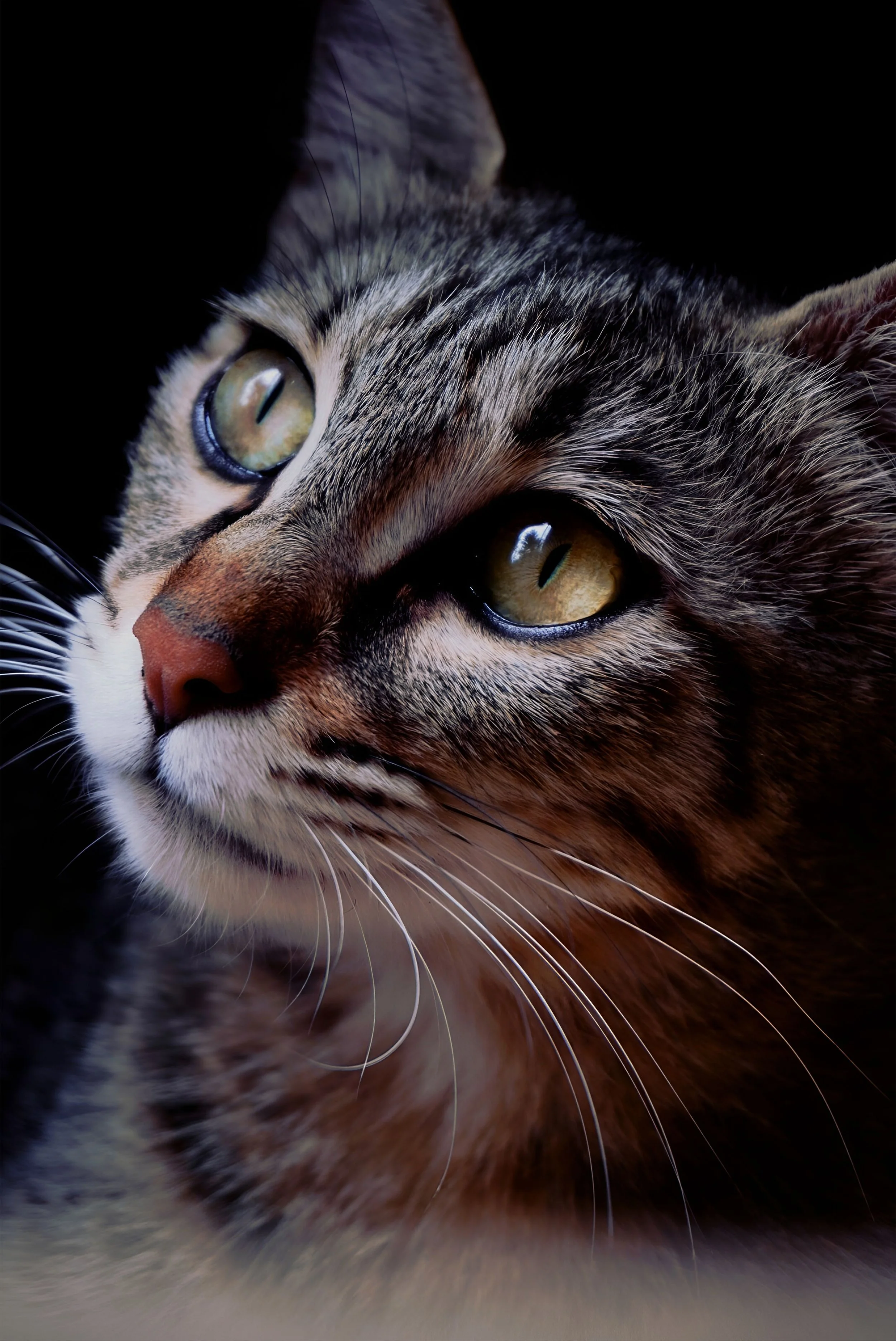 Paint Your Pet (Oshawa)