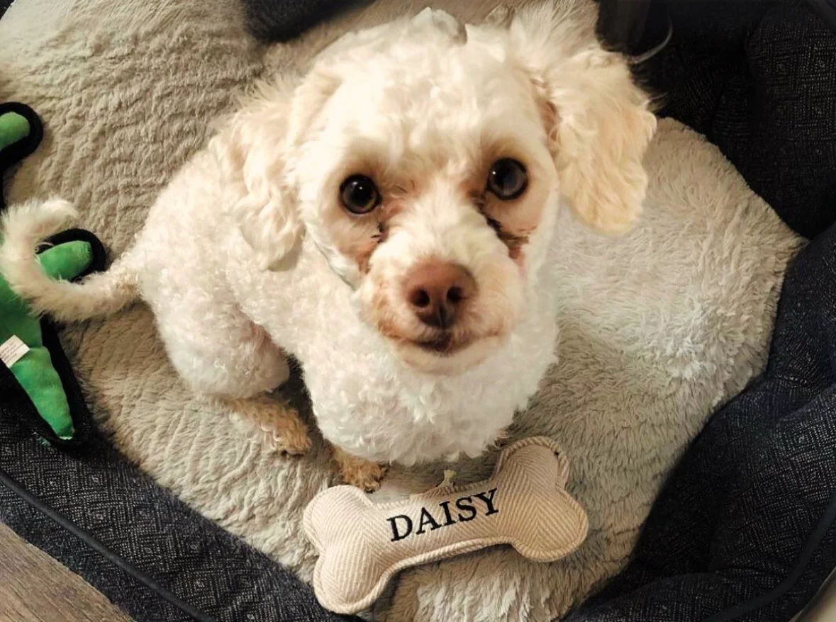 Daisy_Brianne.jpg