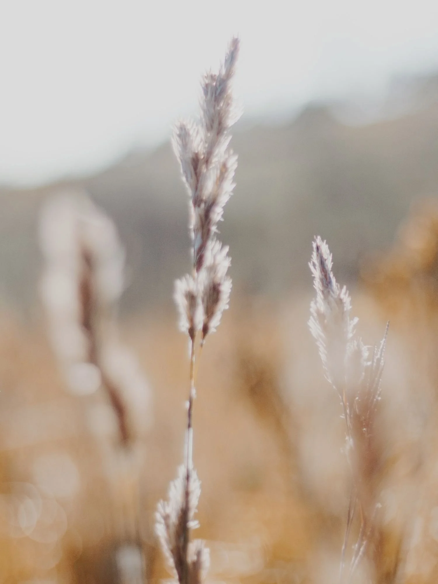 Soft-focus wild grasses glowing in warm sunlight, representing balance, mindfulness, and whole-person wellness.