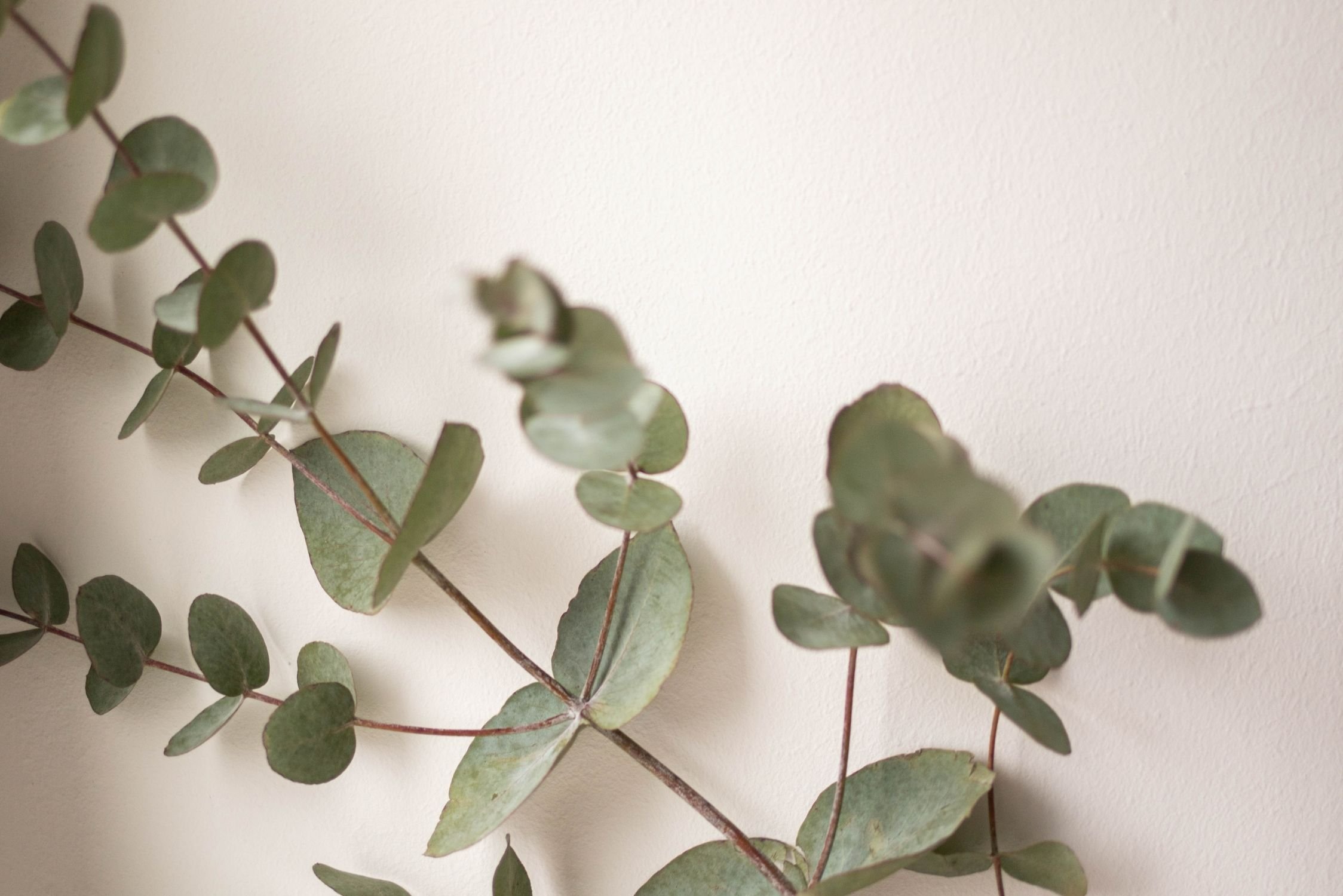 Close-up of eucalyptus branches against a neutral background, creating a calm and restorative wellness aesthetic.