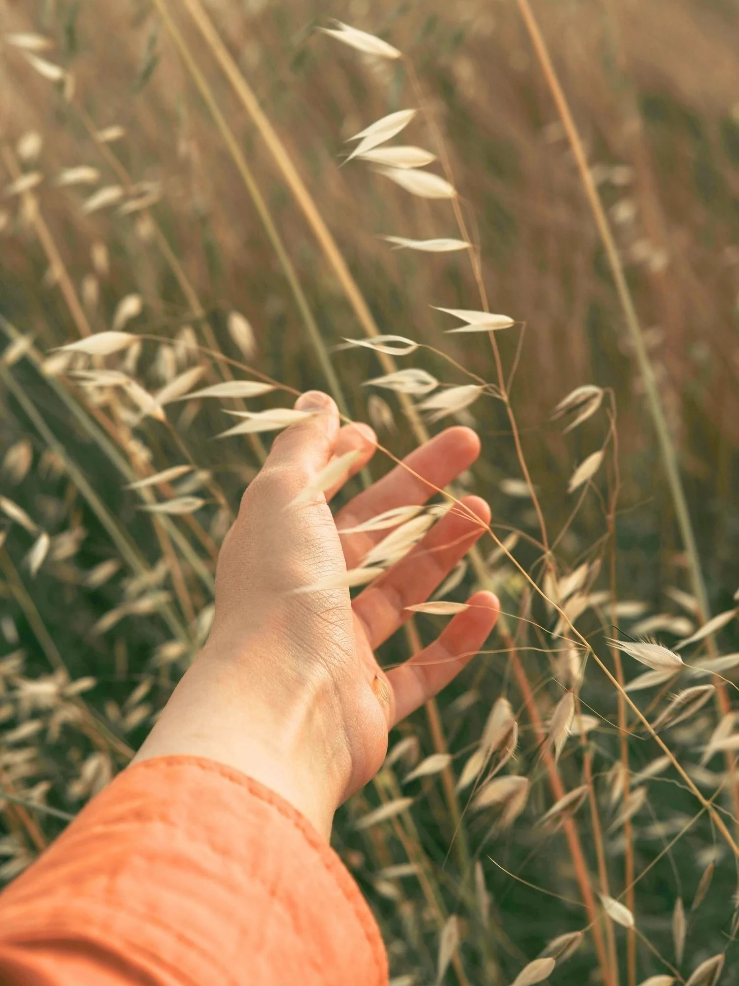 Hand among soft prairie grasses representing compassionate healthcare through a direct primary care practice offering family medicine Ohio services and telemedicine Ohio appointments.