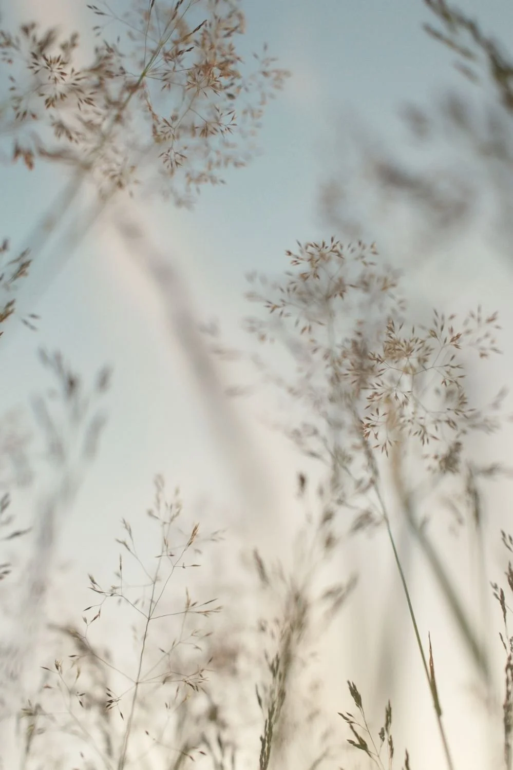 Delicate wildflowers against a soft blue sky, creating a calm and natural wellness-inspired scene.