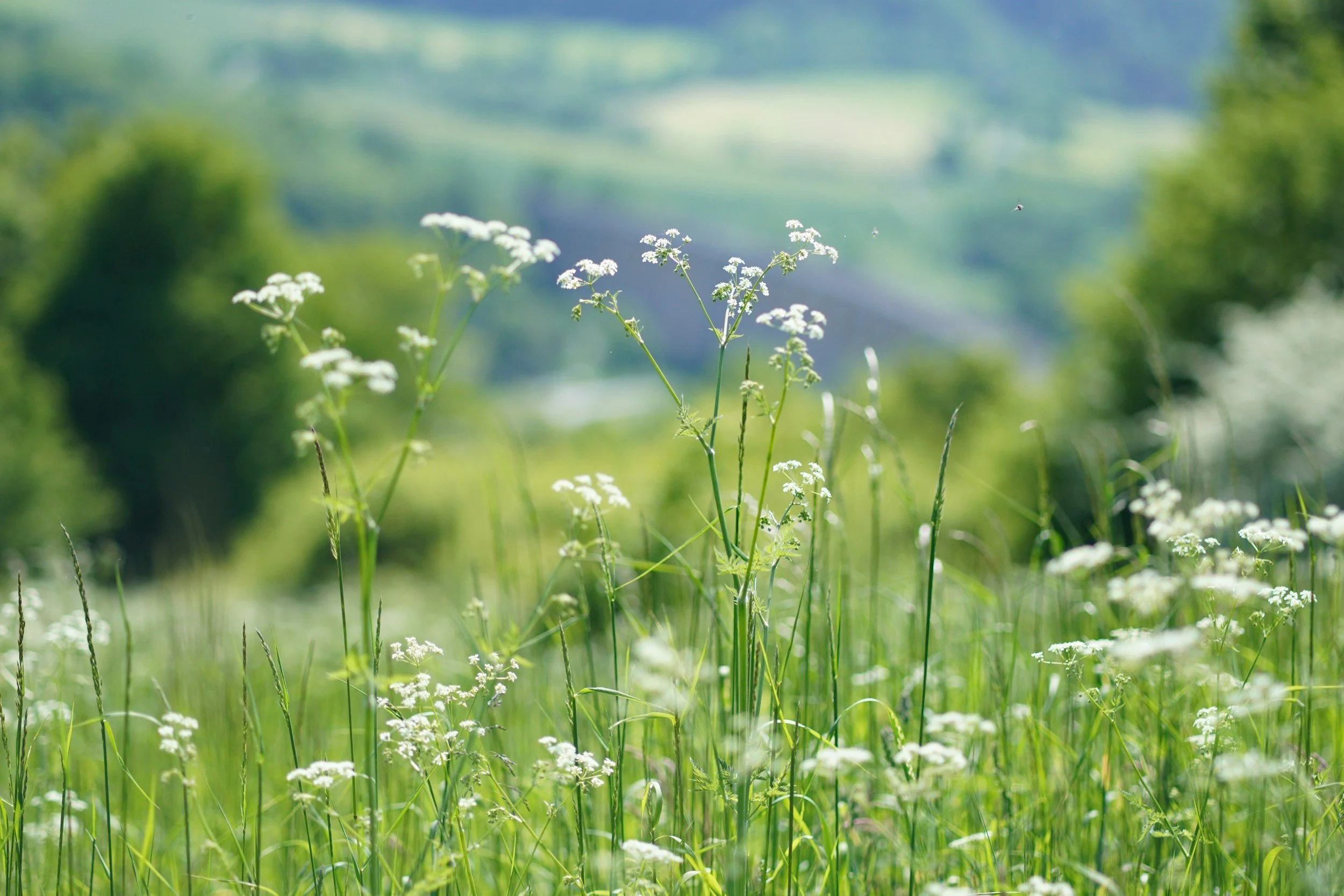 Close-up of small white wildflowers growing in a green grassy field with a blurred natural background.