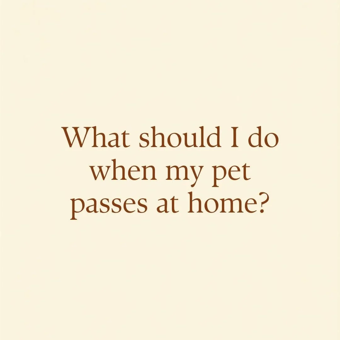 When a pet passes at home, it can feel overwhelming not knowing what to do next.

Please know there is no right way to grieve, and you don&rsquo;t need to rush anything.

If you are able, you may simply:

Take a quiet moment to say goodbye in your ow