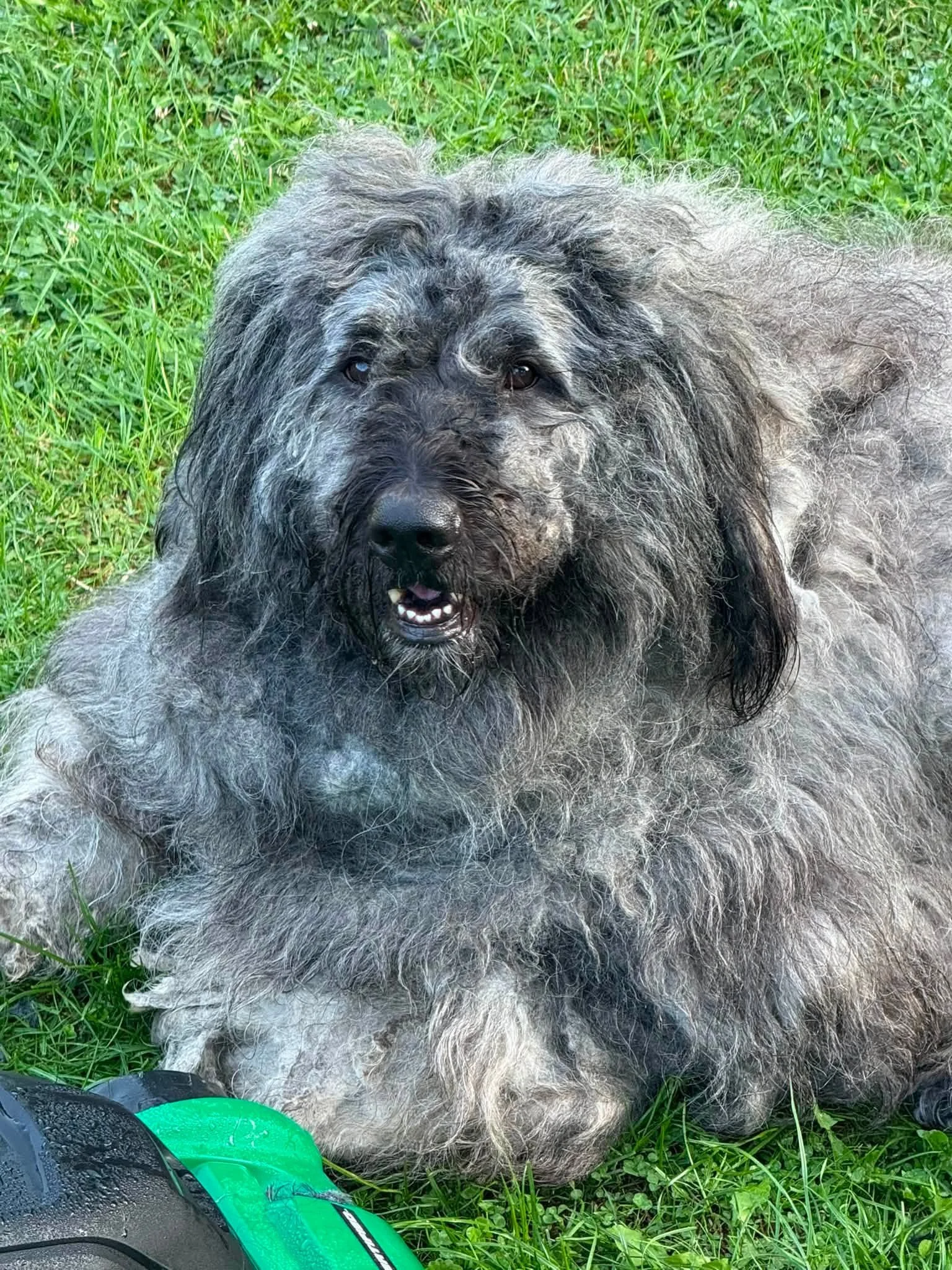 Bear2 - paterno29.jpg