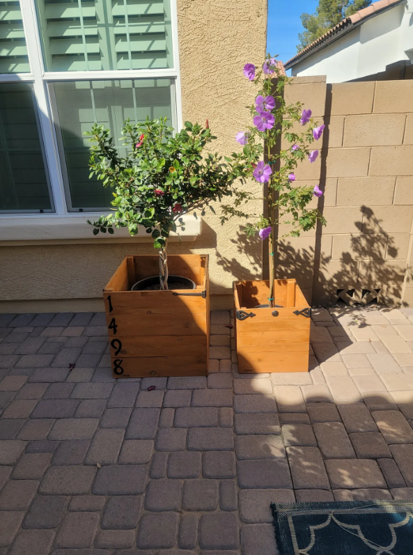 Two wooden planters containing plants are placed on a paved patio against a house wall with a window. The left planter has a small tree with a number 1498 written on it, and the right planter has a taller flowering plant with purple flowers. Shadows 
