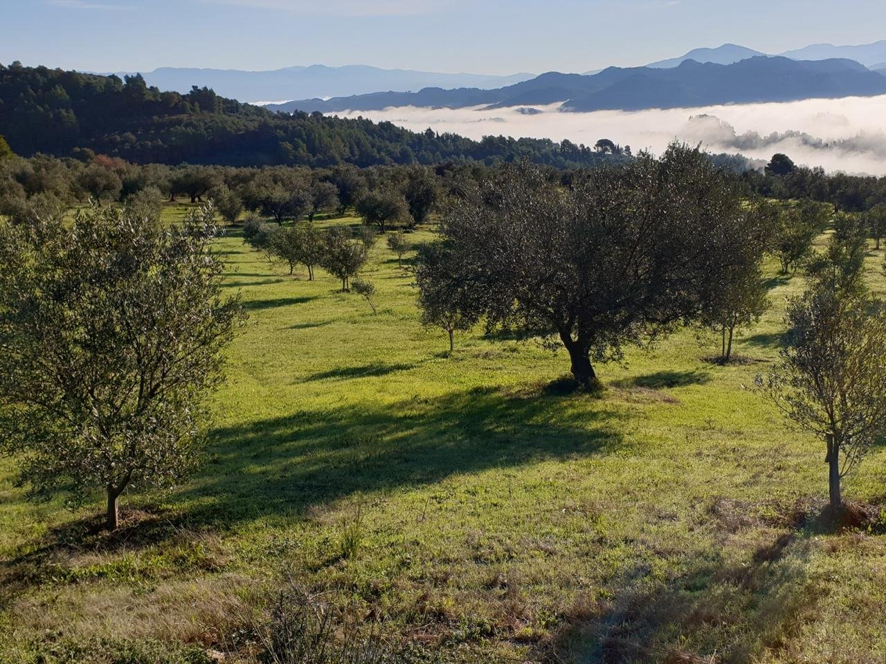 Contact page for Mikro Olive Groves, premium Greek extra virgin olive oi