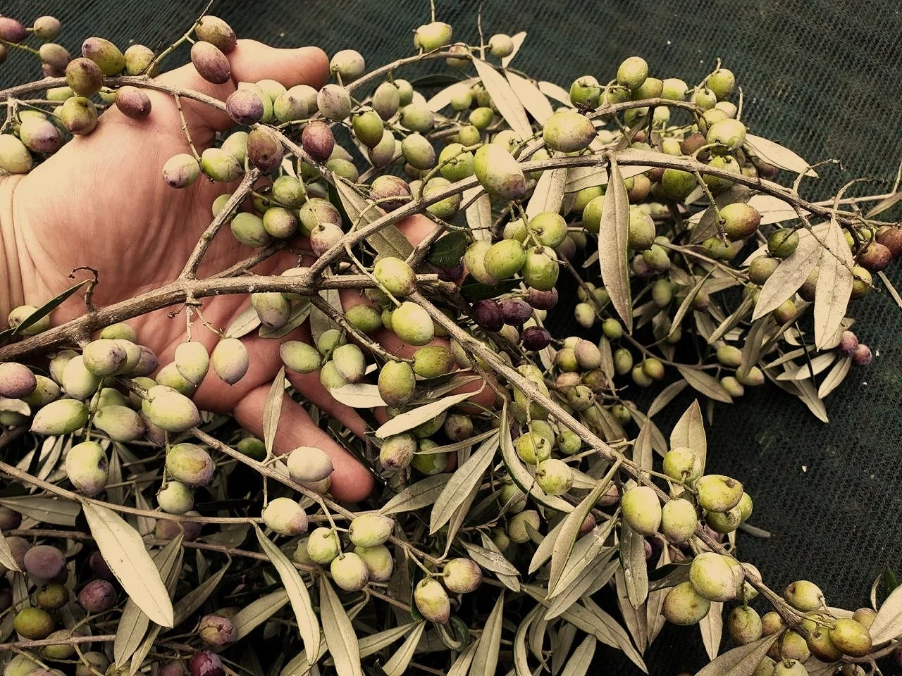 Mikro Olive Groves  Koroneiki Olives picture