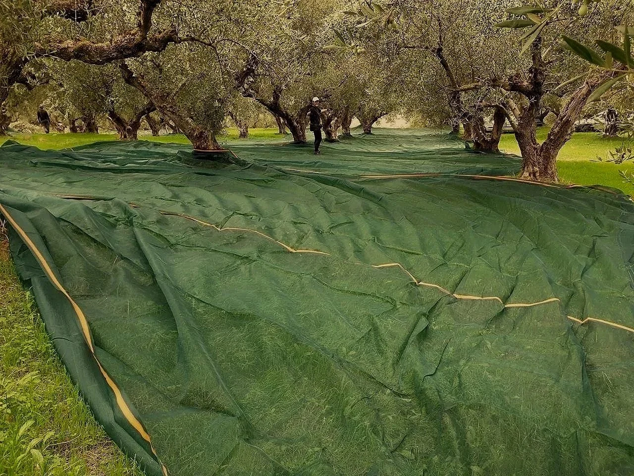 Mikro Olive Groves artistic picture from the Groves