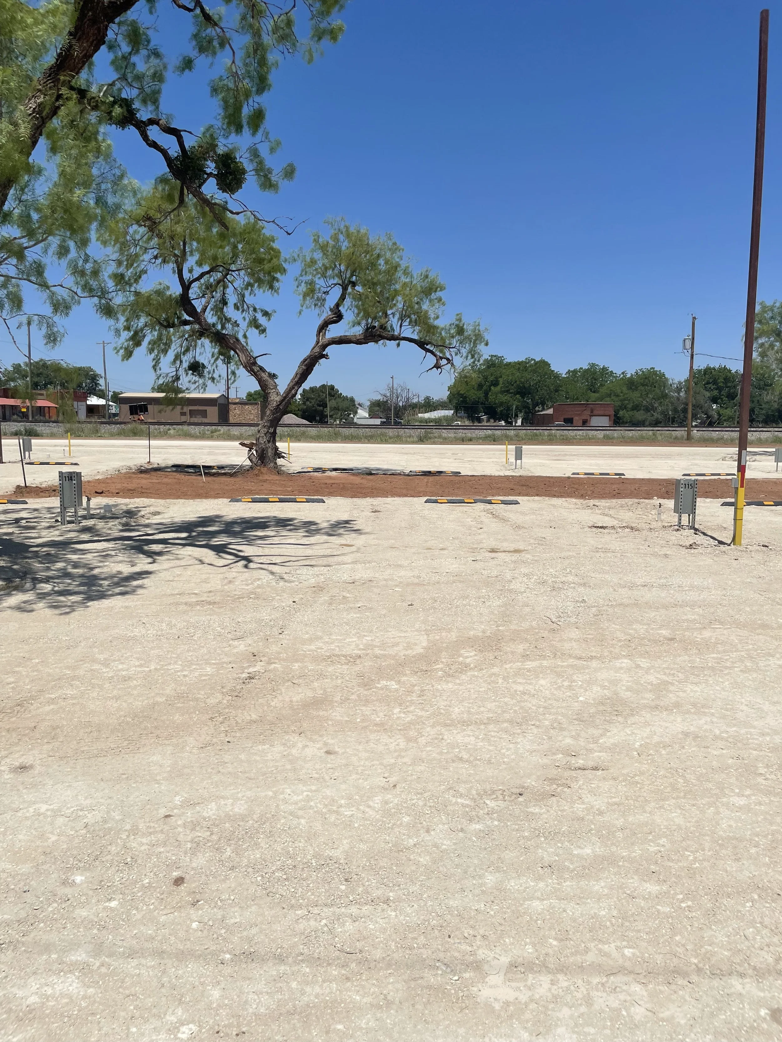 A tree with green leaves and a twisted trunk stands in a dirt lot with parking space lines, shot under clear blue skies.