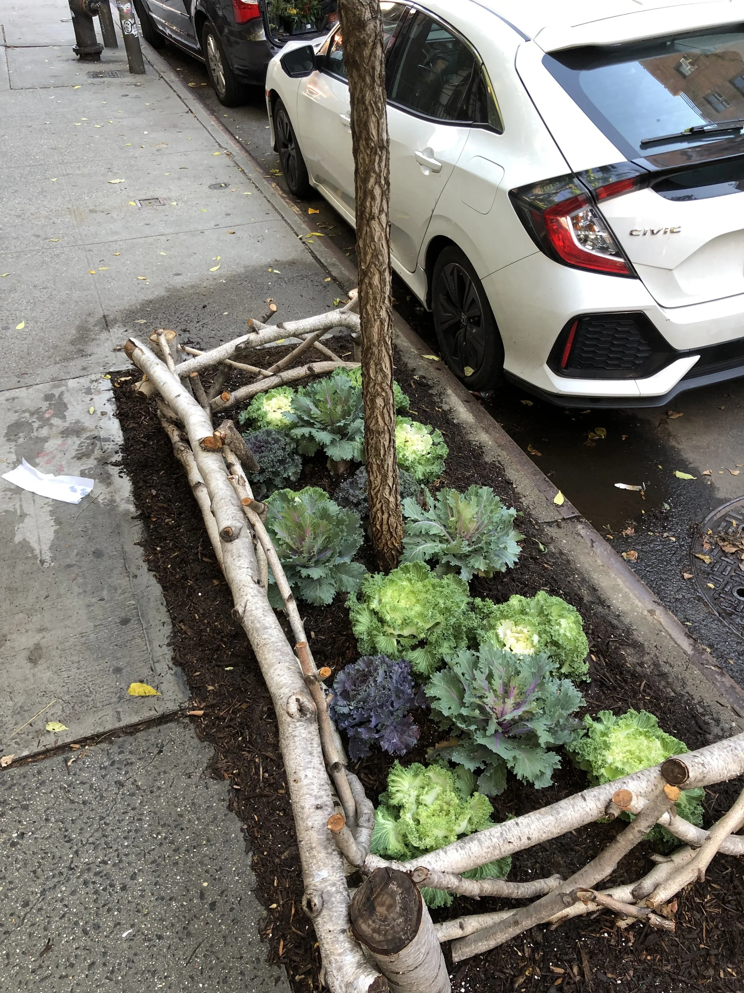 Chelsea tree well w/ handmade birch tree guard