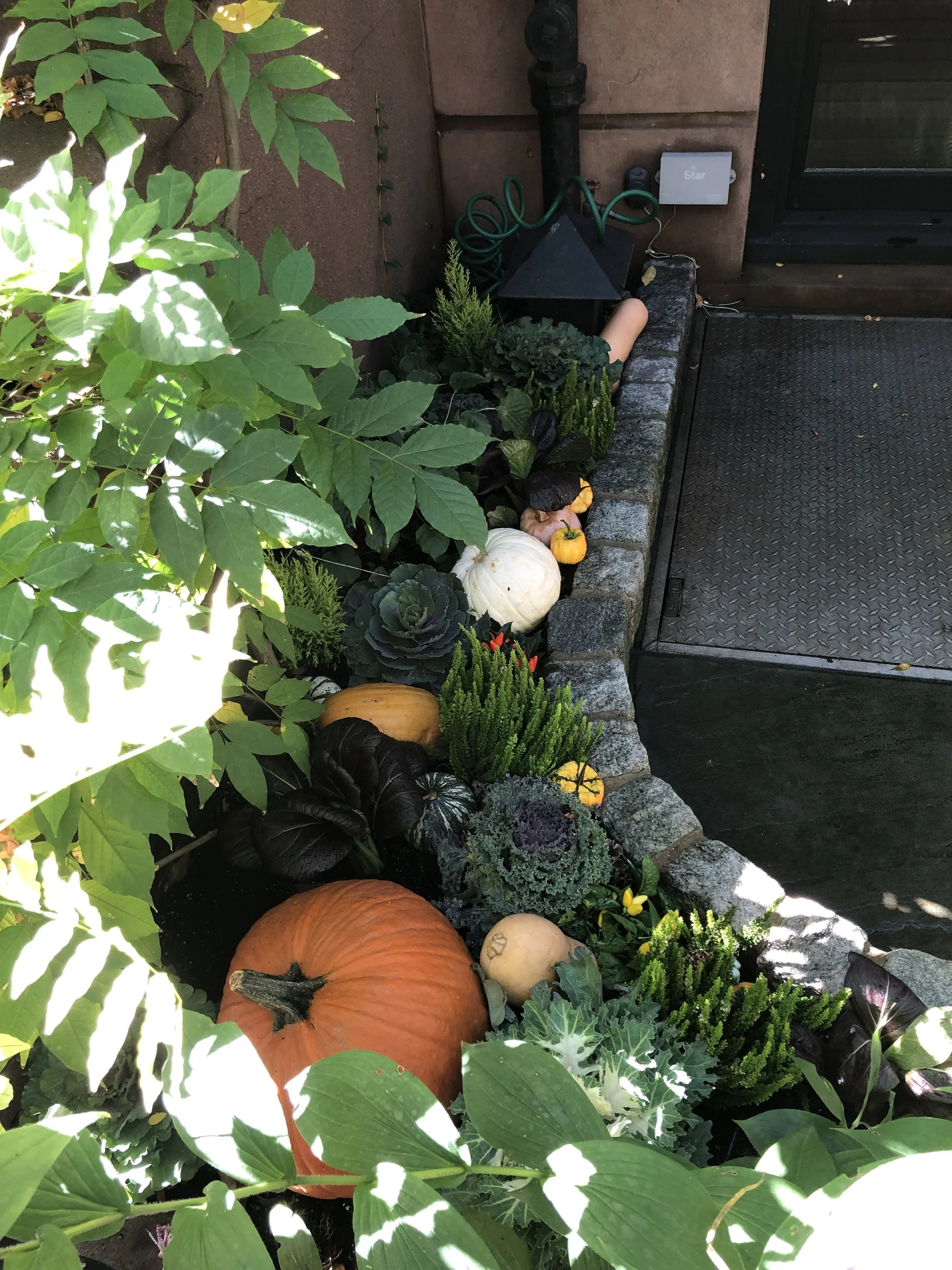 Cobble Hill front yard