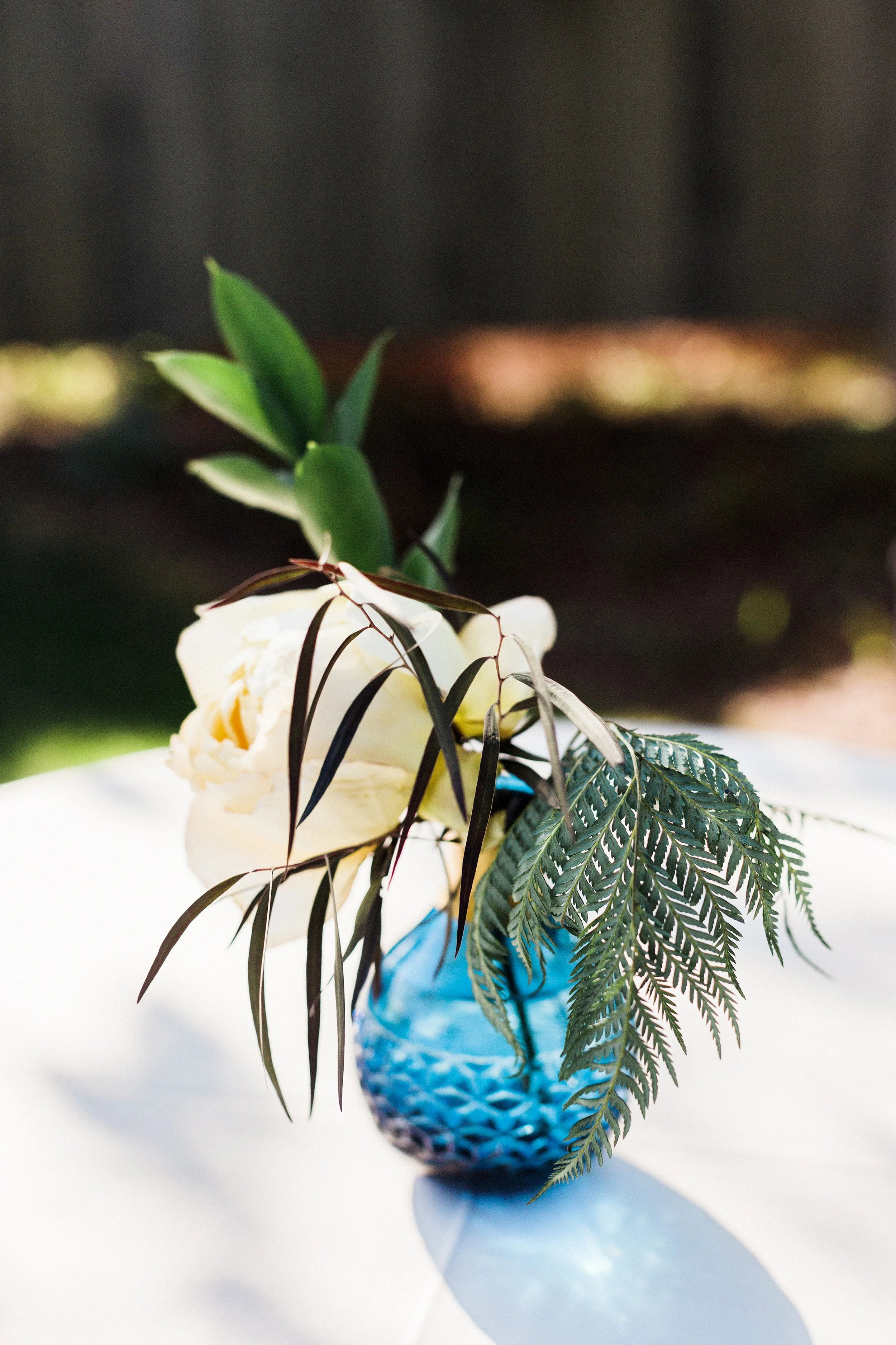 MeganandGarrett:CommonDove:B95.jpg