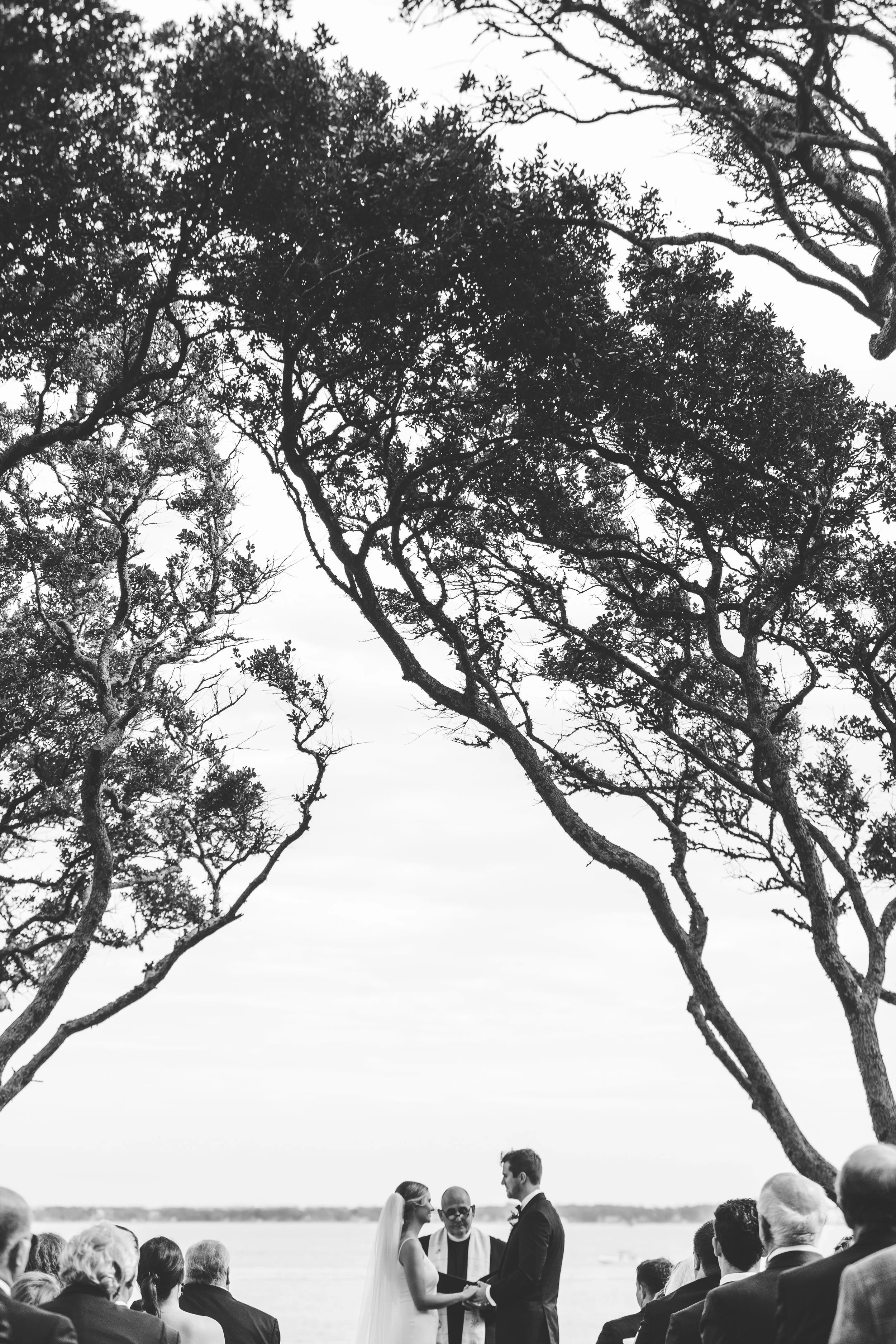 ShelbyandAndrew::CommonDove::A92.jpg