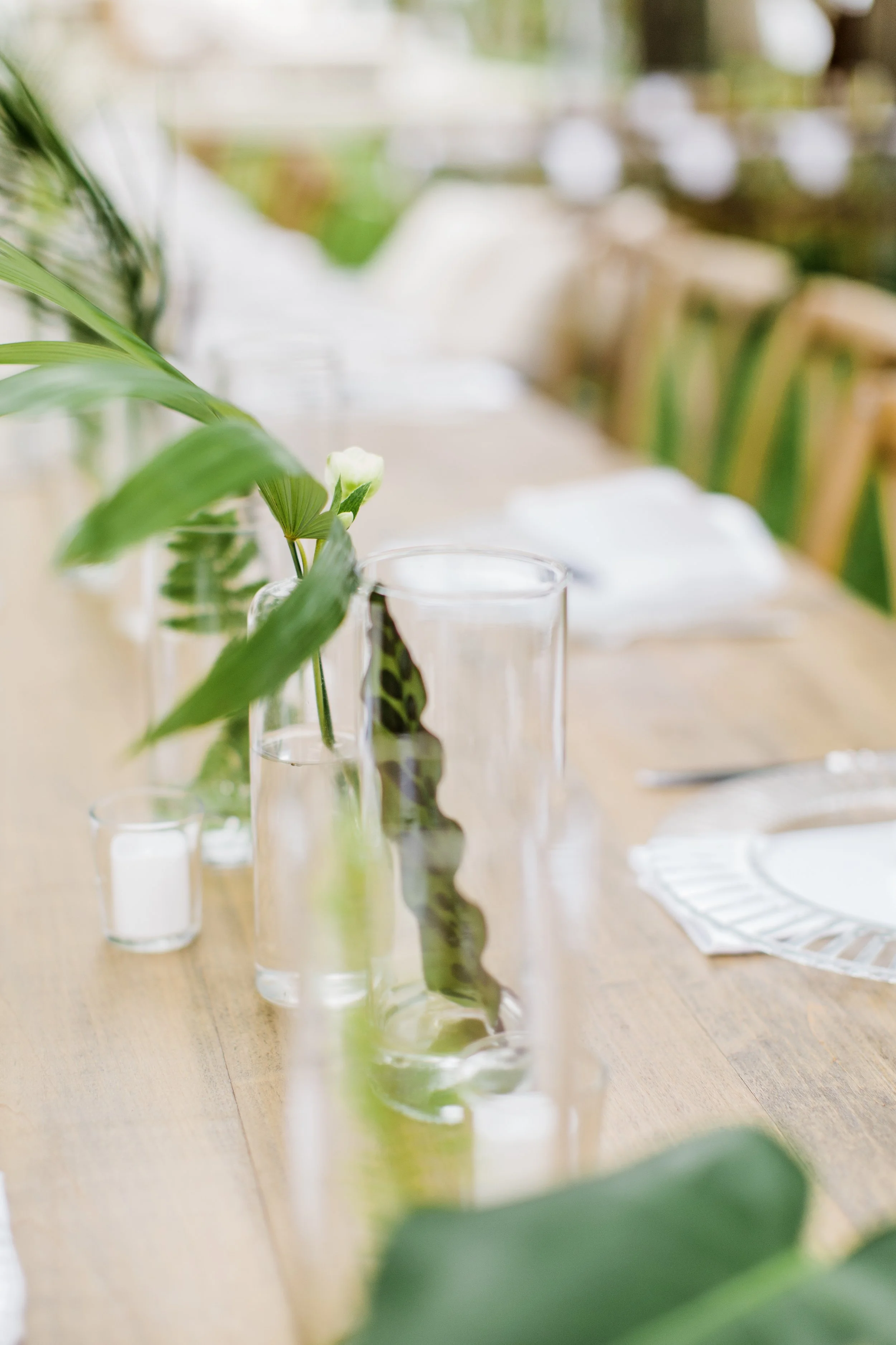 ShelbyandAndrew::CommonDove::B84.jpg