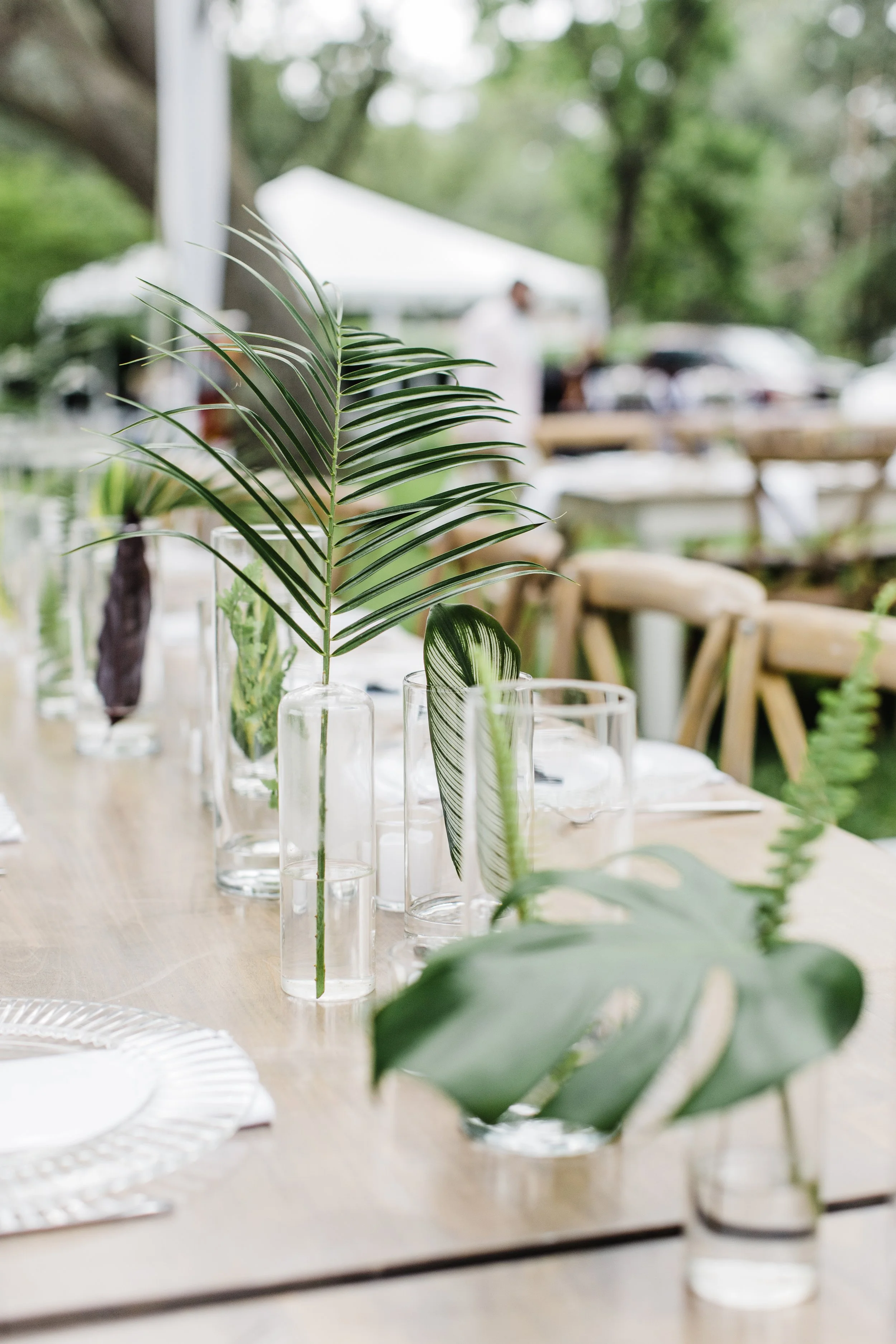 ShelbyandAndrew::CommonDove::B71.jpg
