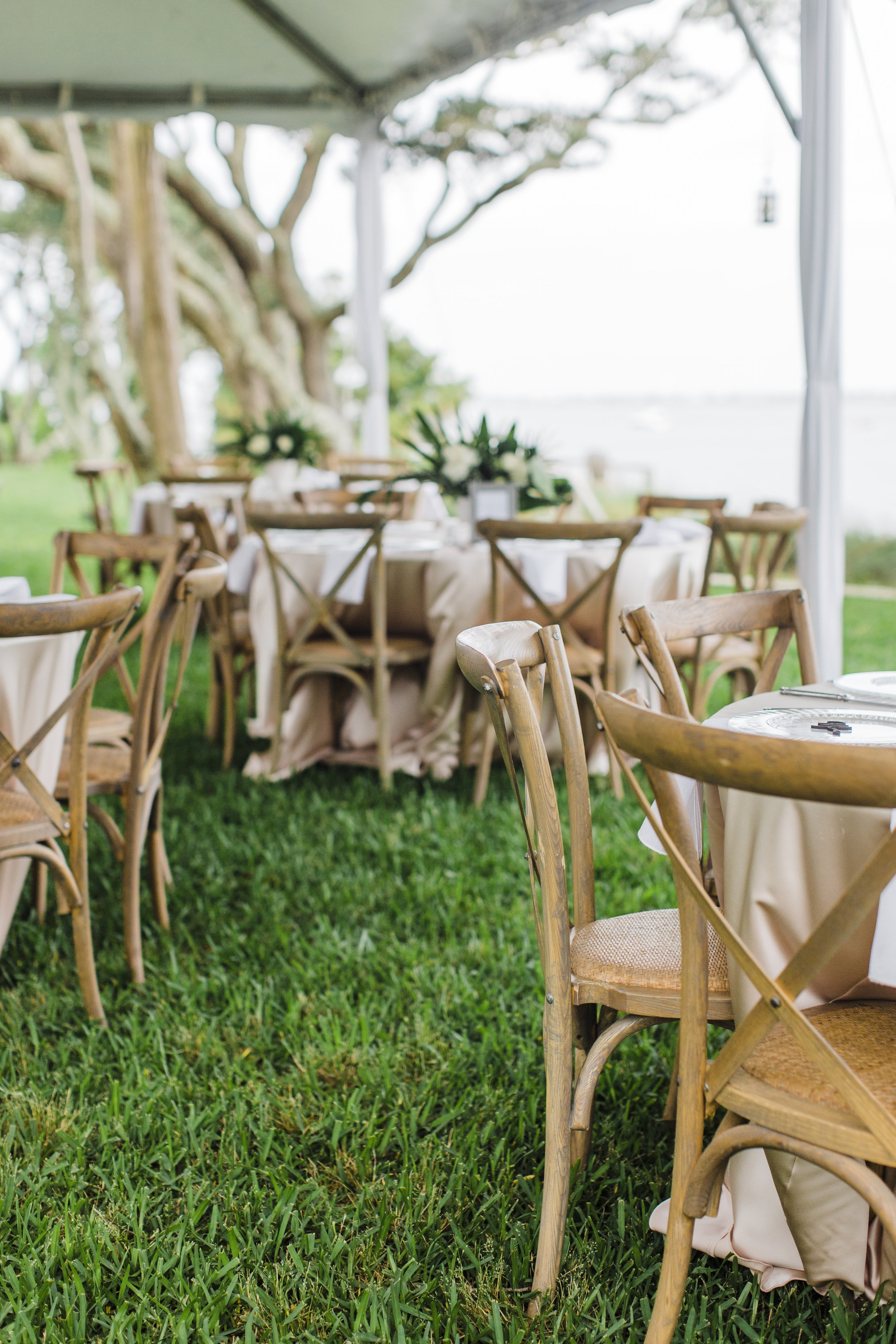 ShelbyandAndrew::CommonDove::B79.jpg