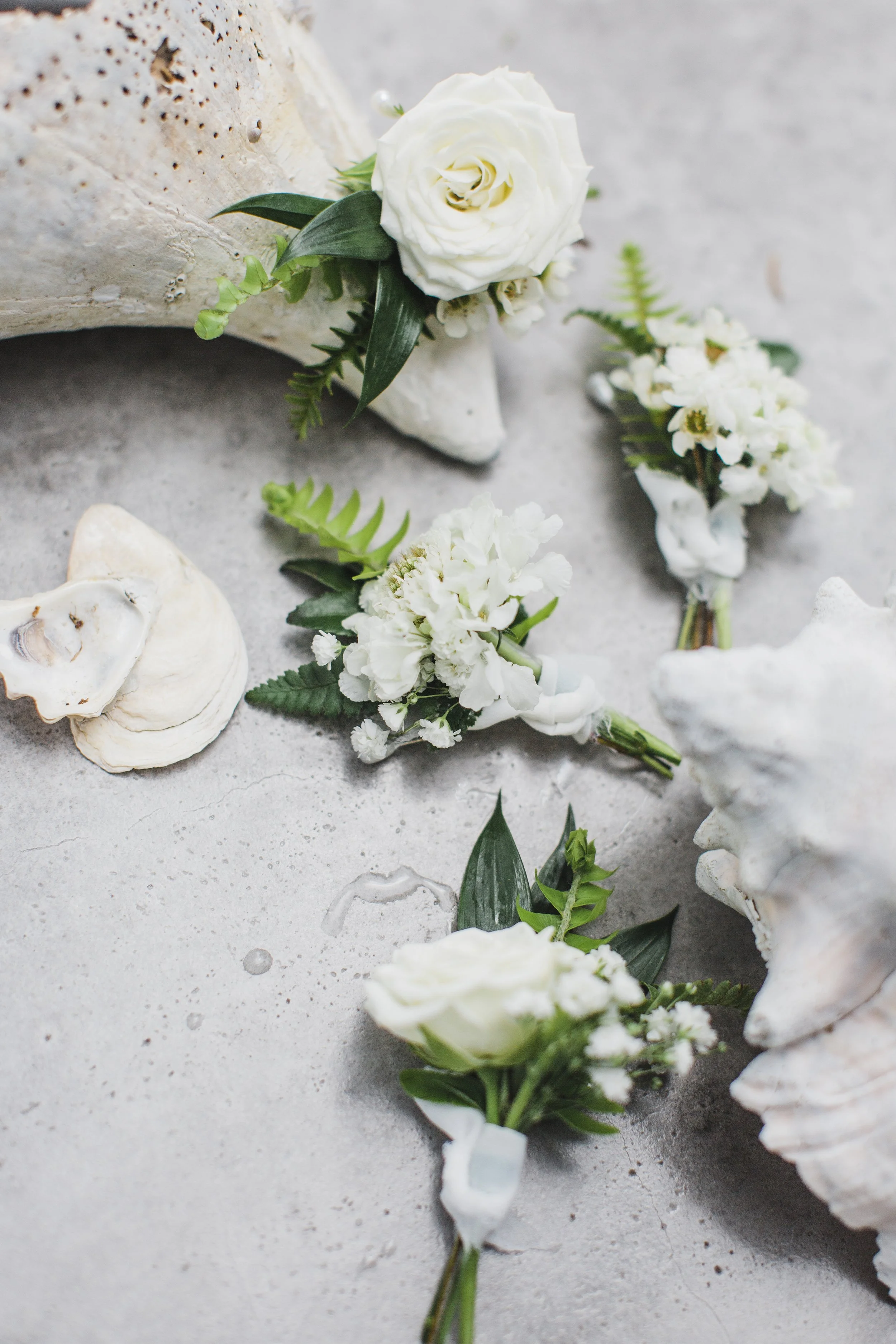 ShelbyandAndrew::CommonDove::B18.jpg