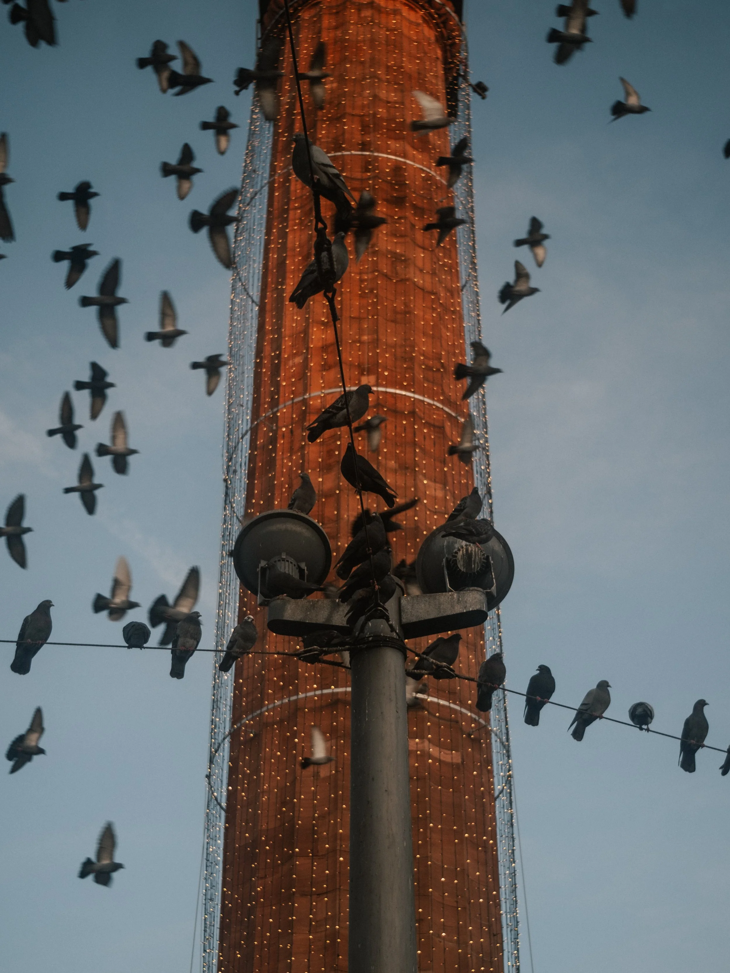 Luisenplatz in Darmstadt mit gespannten Seilen, umgeben von vielen fliegenden Tauben während der Abenddämmerung.