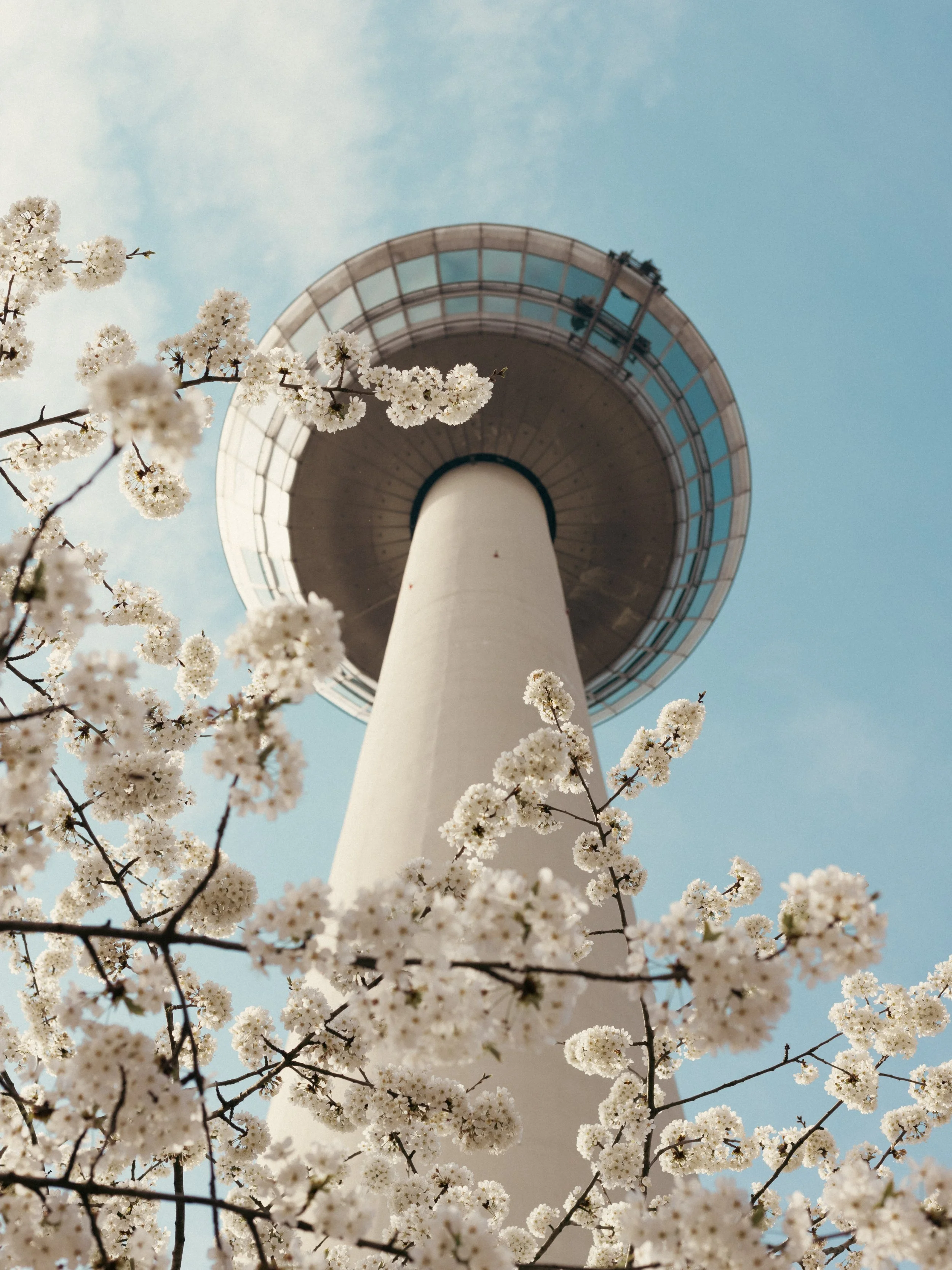 Der Fernmeldeturm in Mannheim ist im Bild sichtbar, umgeben von blühenden Kirschblüten im Frühling, unter blauem Himmel. Ein Bild für das Stadtmarketing von Mannheim.