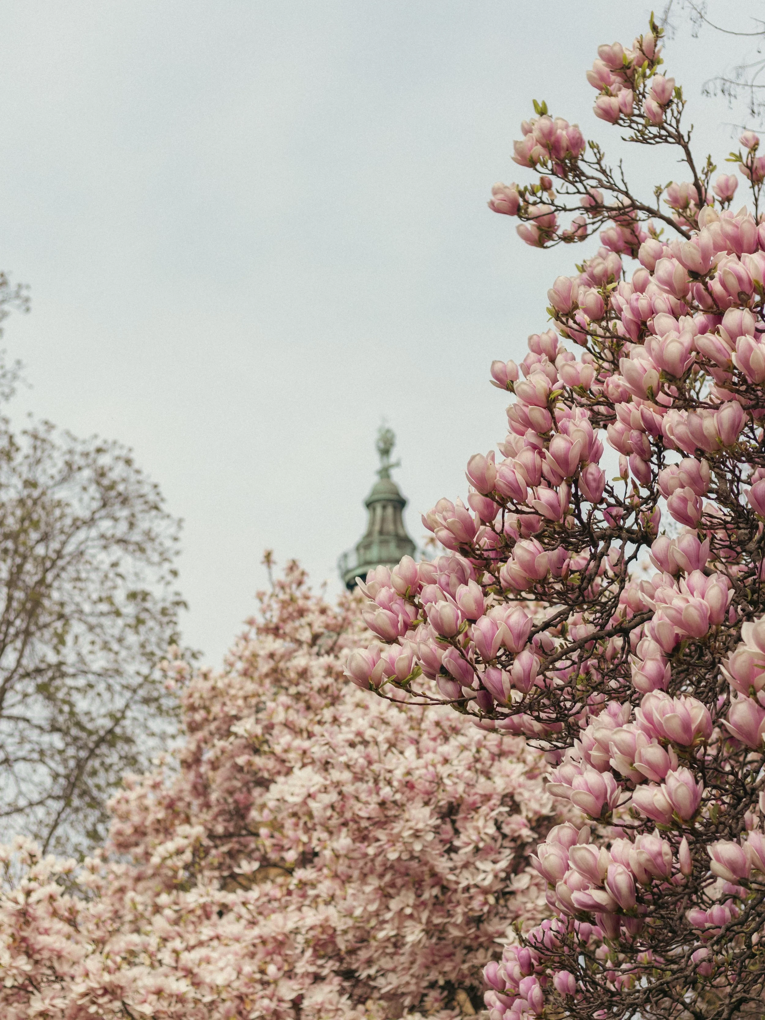 Frühling in der Stadt mit blühenden Magnolienbäumen in rosa und weißen Blüten, im Hintergrund der Mannheimer Wasserturm.