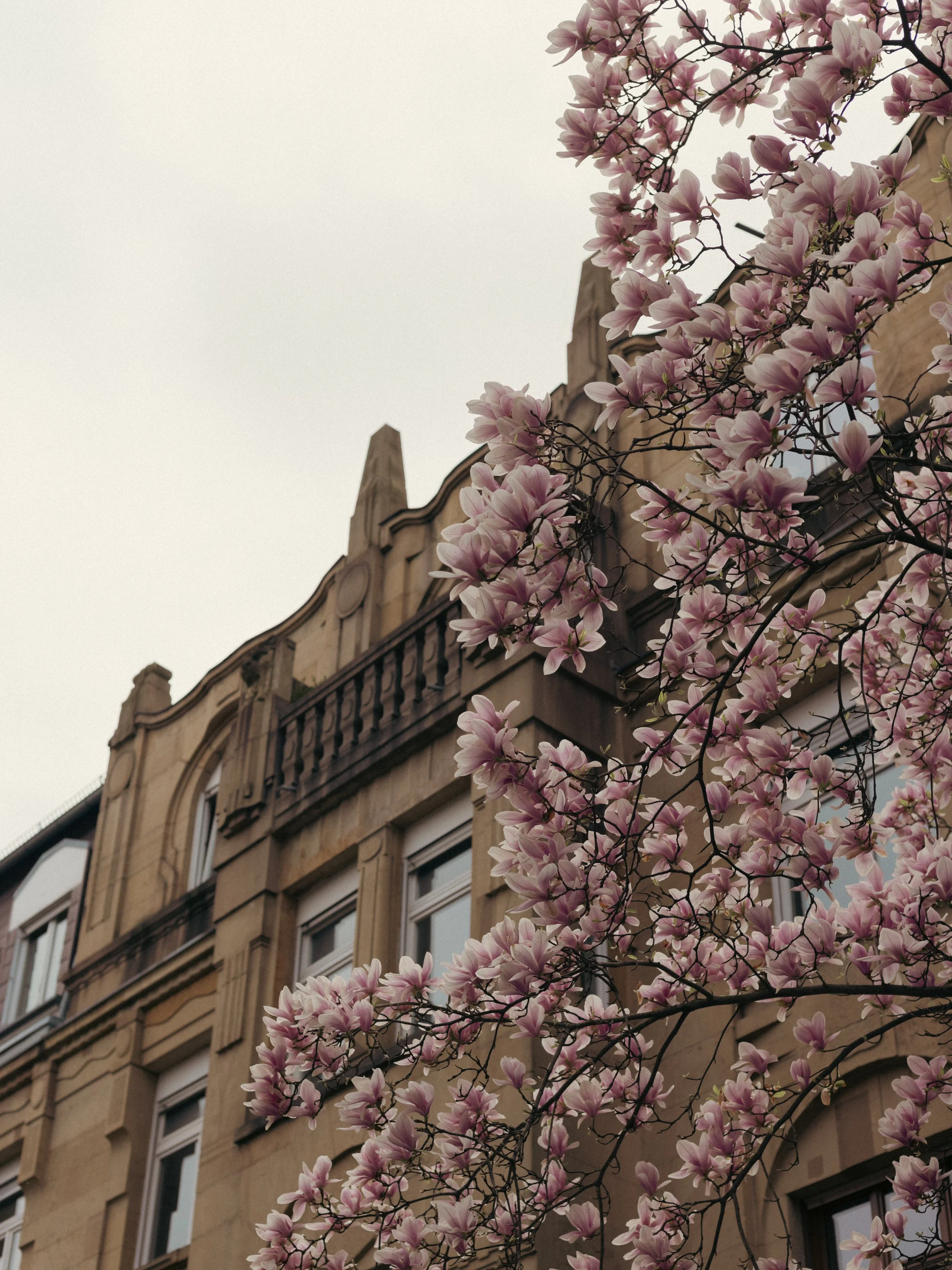 Blick auf ein historisches Altbau-Gebäude mit Fenstern, umgeben von blühenden Magnolienzweigen mit rosa Blüten