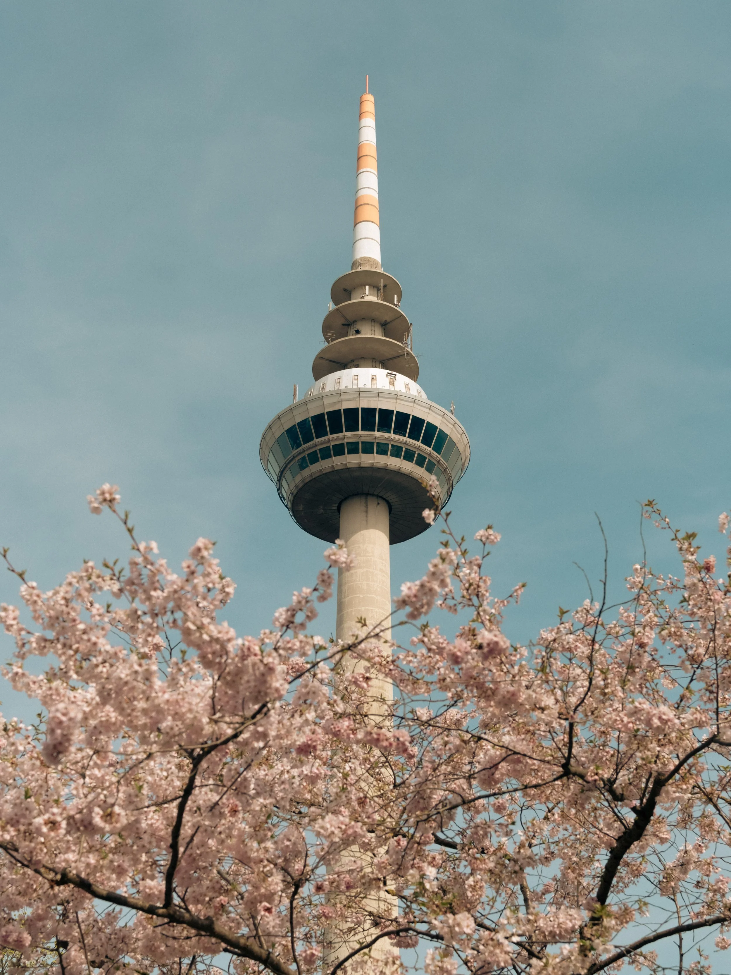 Der Blick nach oben zeigt einen Fernsehturm im Hintergrund, umgeben von blühenden Kirschblüten im Vordergrund.