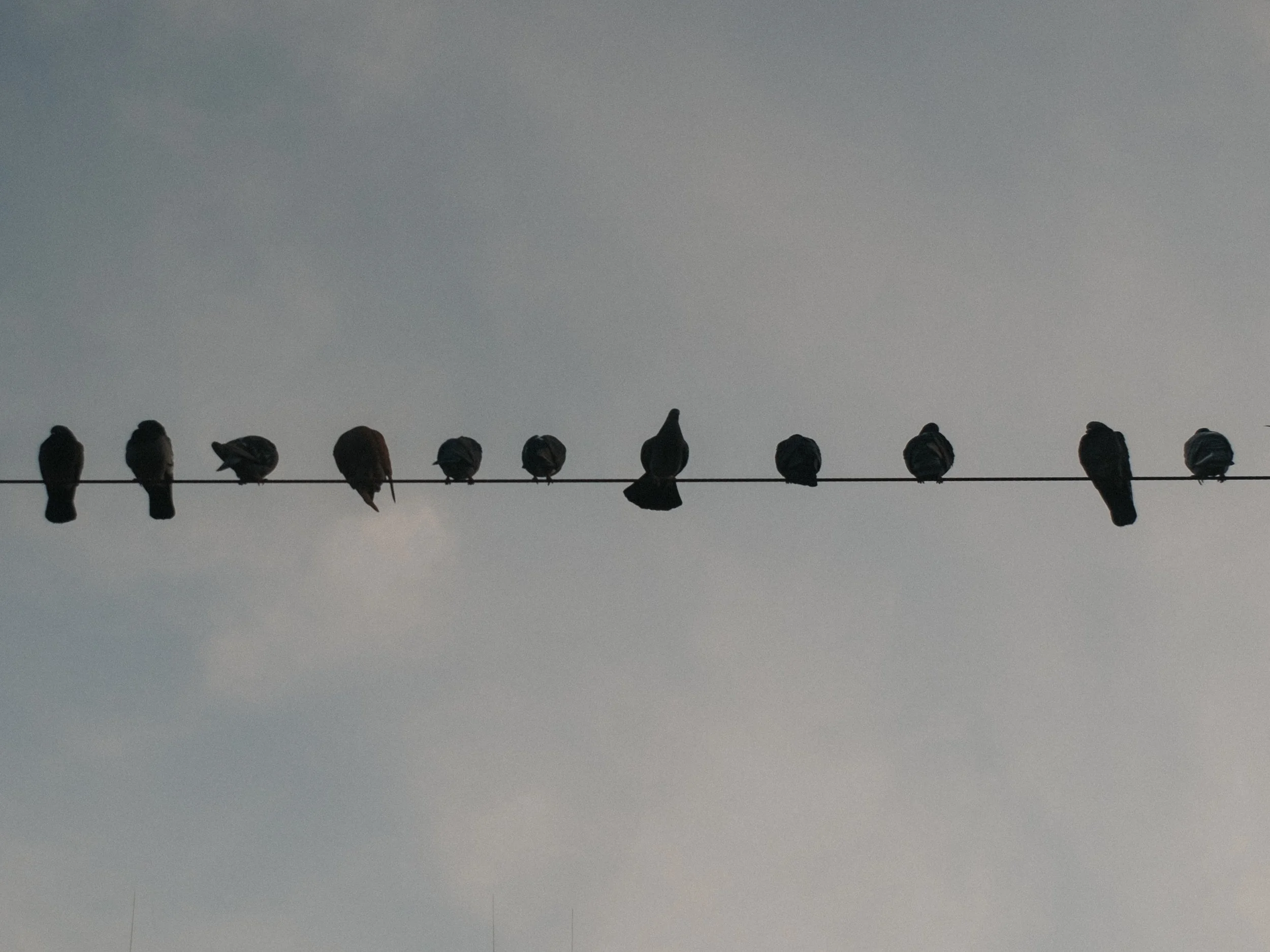 Mehrere Tauben sitzen auf einer dünnen Kabel-Linie gegen den Himmel, der Himmel ist grau und leicht bewölkt.