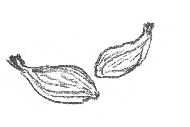 Black and white sketch of two vanilla bean pods with visible seeds.