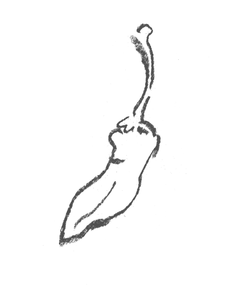 Sketch of a chili pepper with a curved stem, drawn with simple lines.