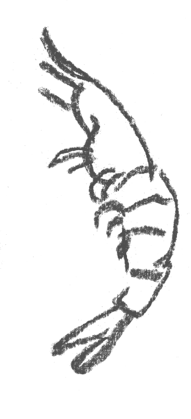 A digital sketch of a shrimp outlined in gray on a black background.