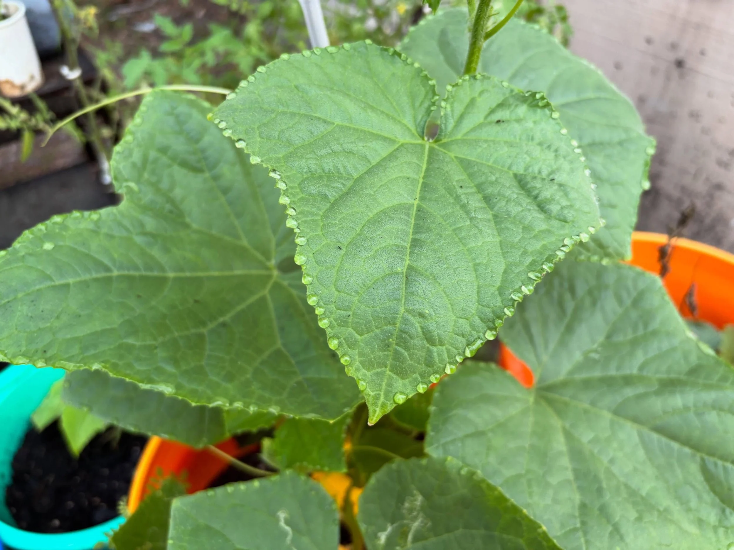 big things starting to grow&hellip;  only a few days until my garden is cucumber city