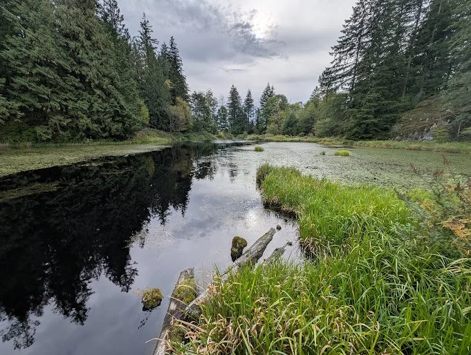 Overcast marsh and evergreen forest at Minnekhada Regional Park