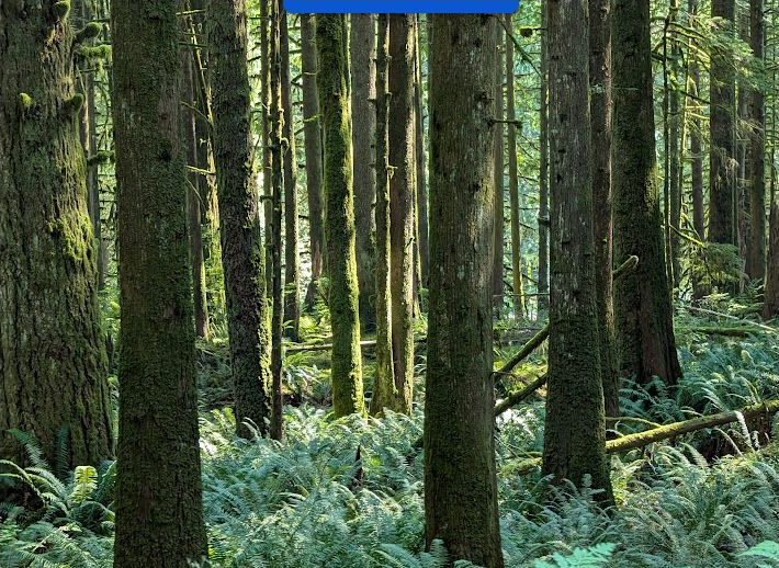 Sunlit forest ferns and evergreen trees
