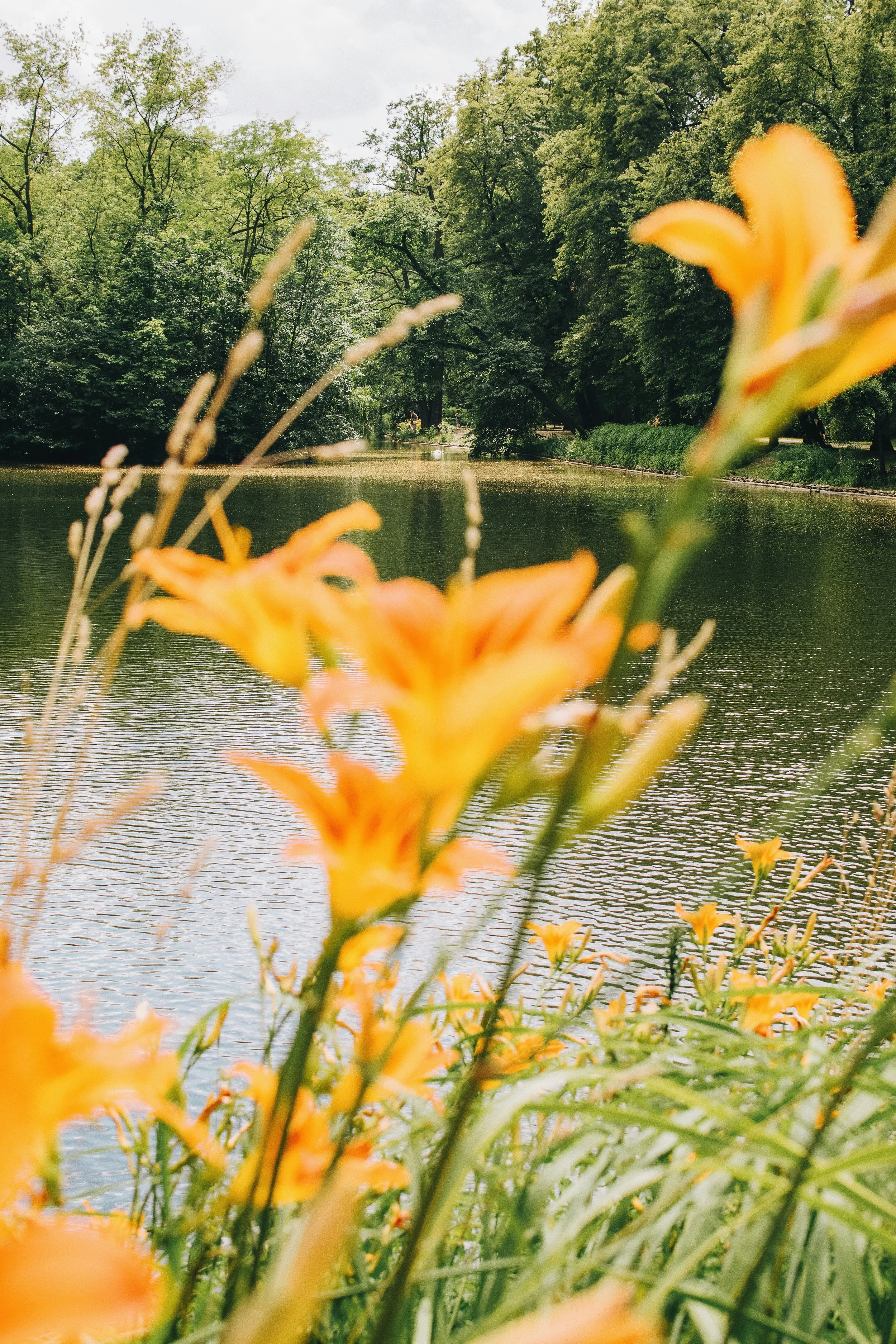 A tiger lily with a river shore behind, feeling as calm as therapy in Nova Scotia
