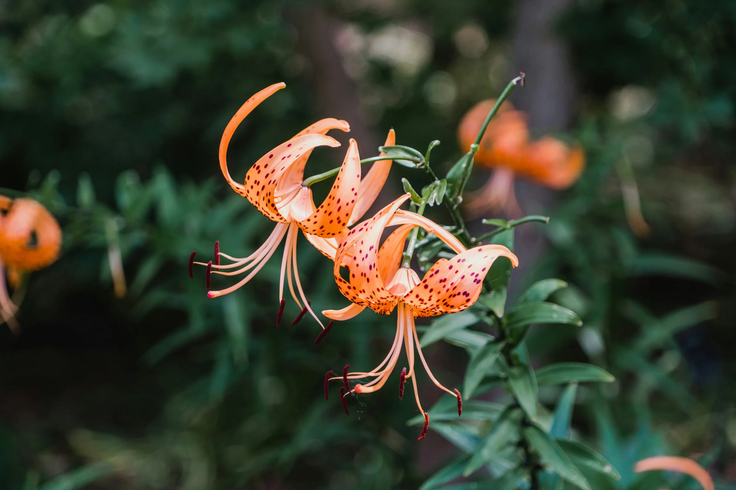 2 tiger lilies near trauma therapy in Nova Scotia