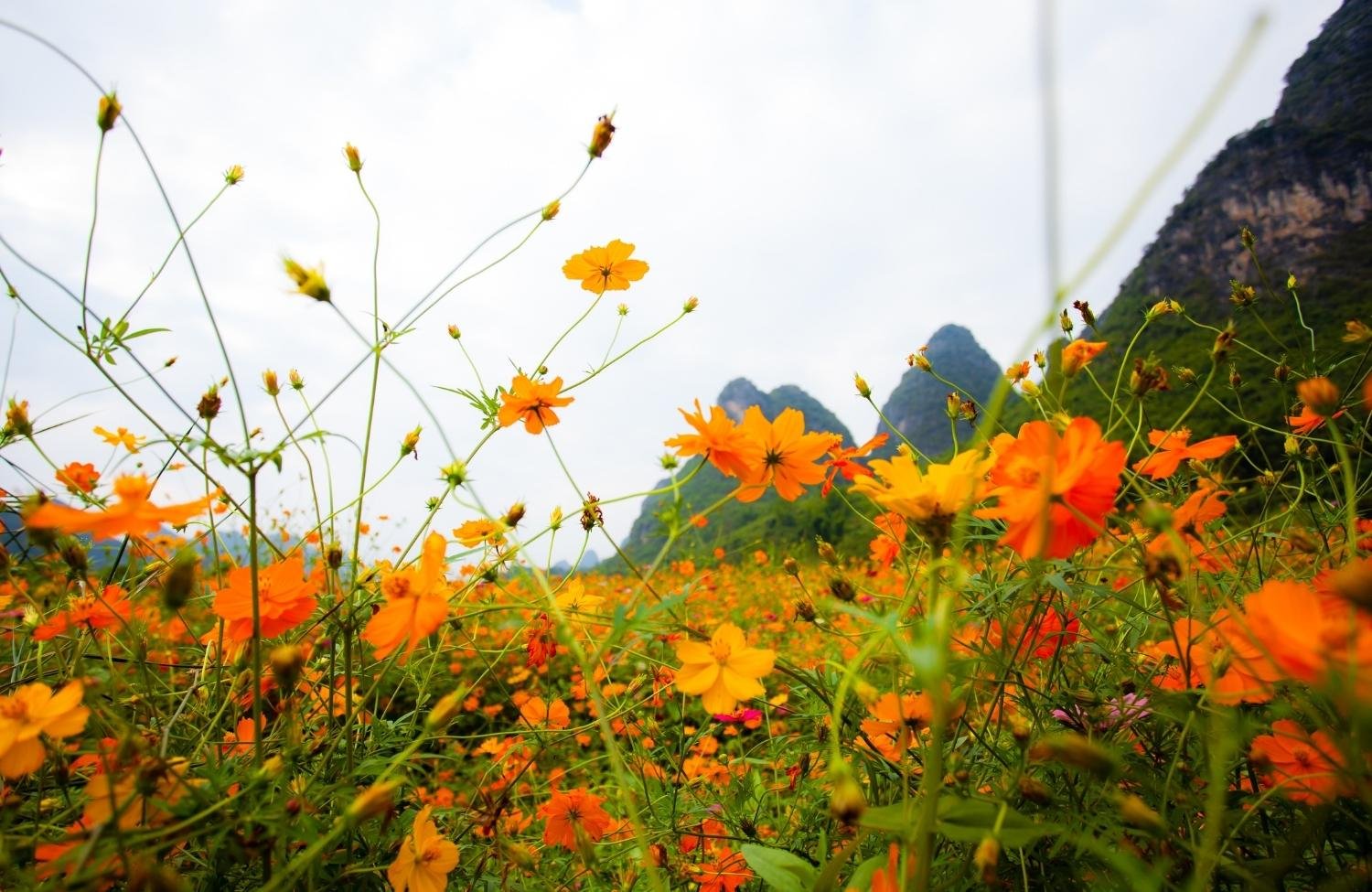 flowers on a hillside to illustrate the benefits of burnout therapy and trauma therapy in Ottawa