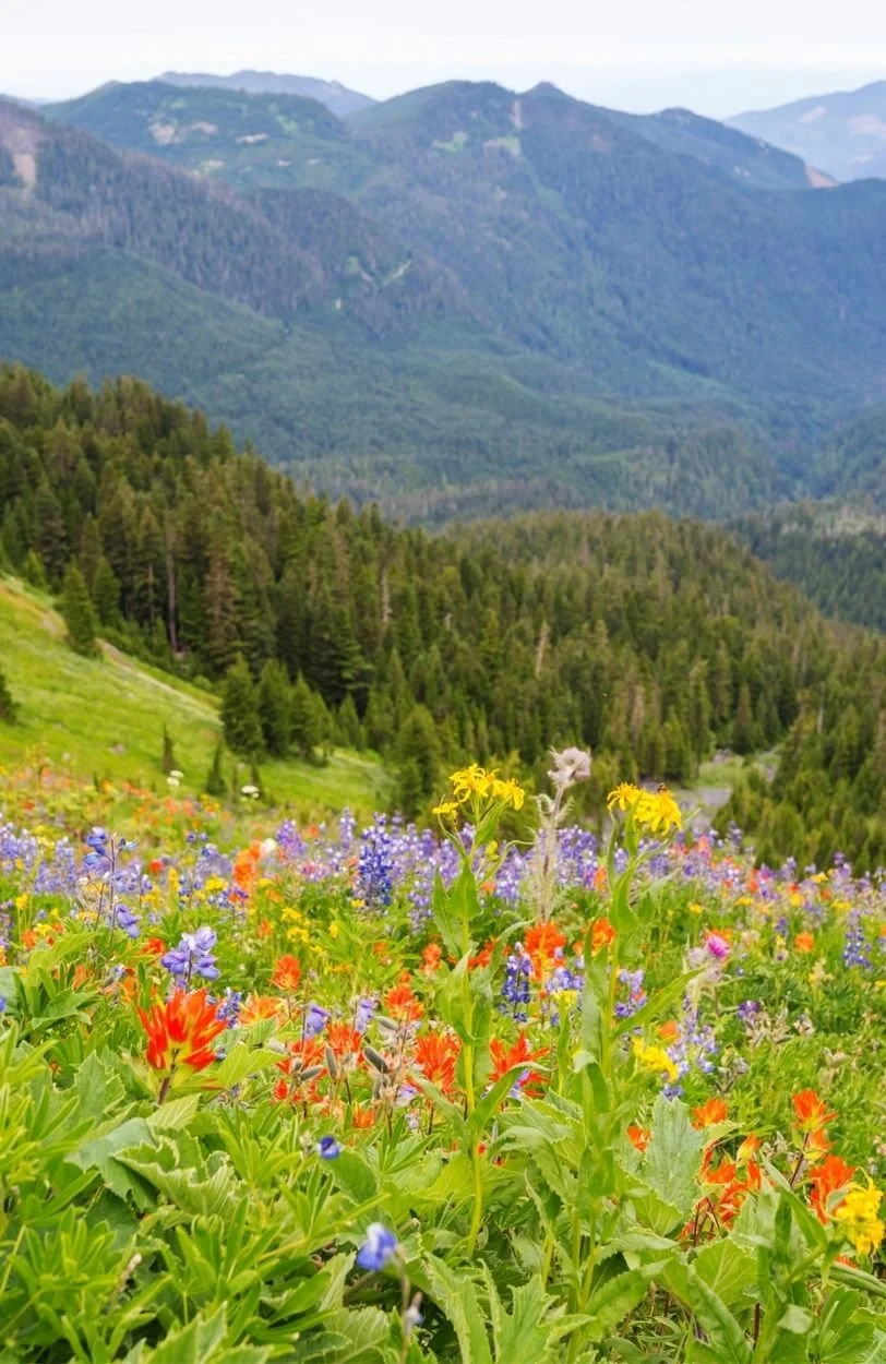 flowers on a hillside to illustrate the benefits of burnout therapy and trauma therapy in Ottawa