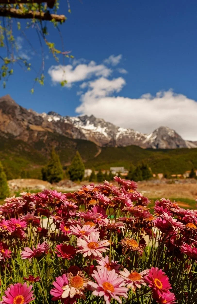flowers on a hillside to illustrate the benefits of burnout therapy and trauma therapy in Ottawa