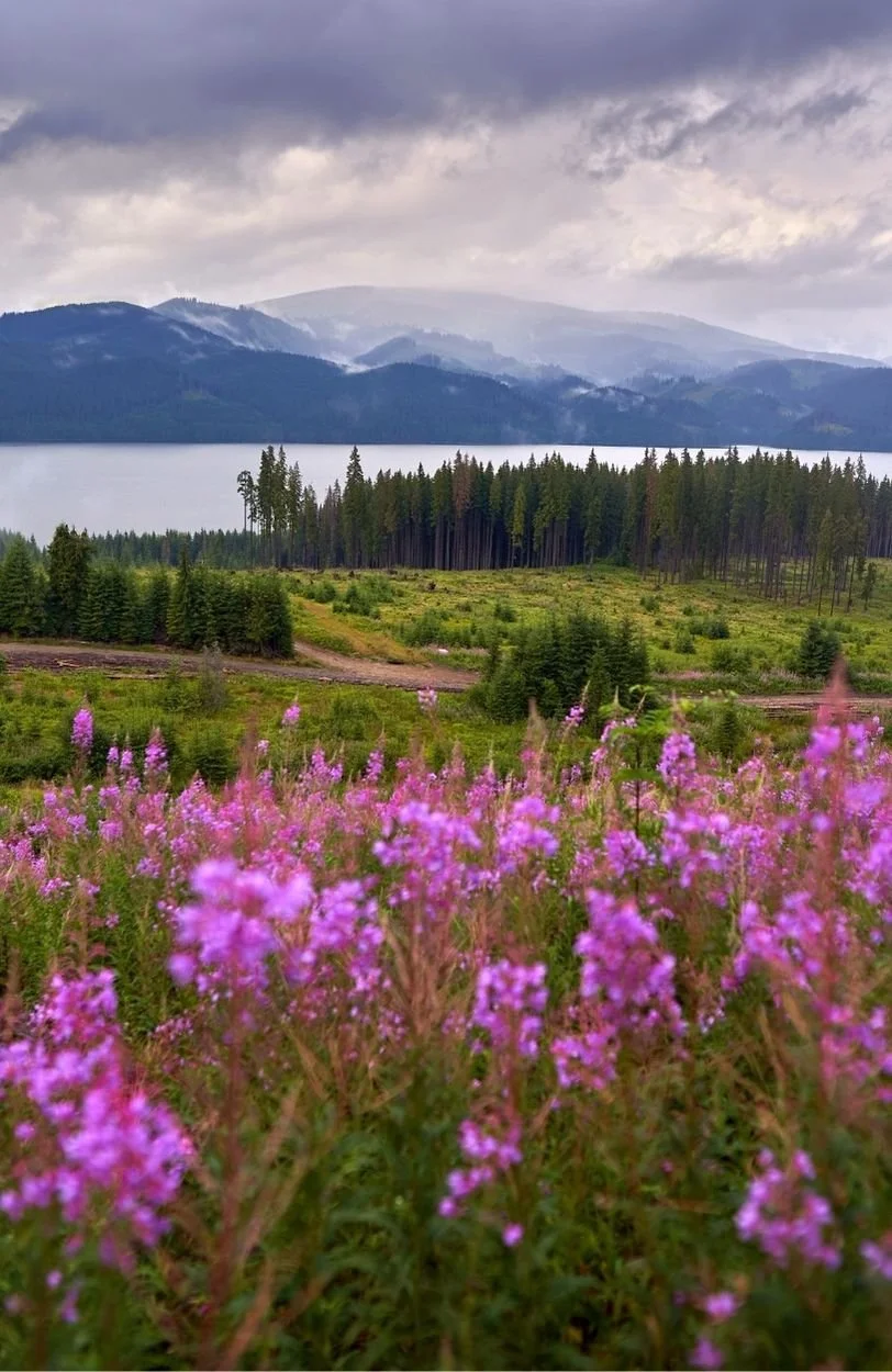 flowers on a hillside to illustrate the benefits of burnout therapy and trauma therapy in Ottawa