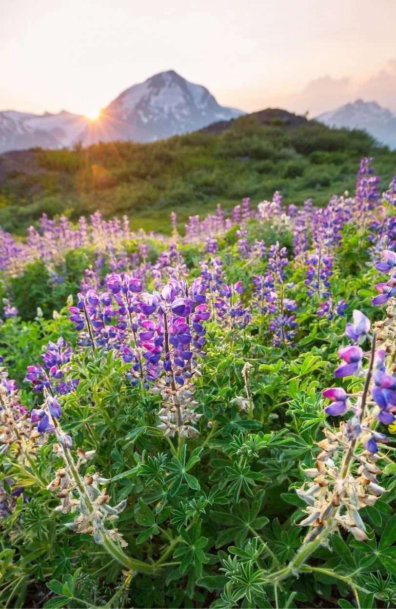 flowers on a hillside to illustrate the benefits of burnout therapy and trauma therapy in Ottawa