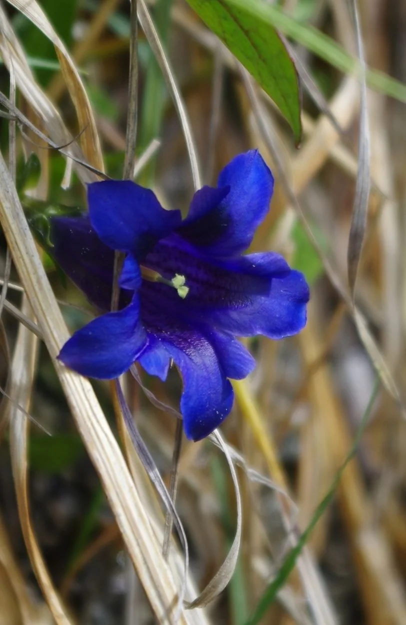 flowers on a hillside to illustrate the benefits of burnout therapy and trauma therapy in Ottawa