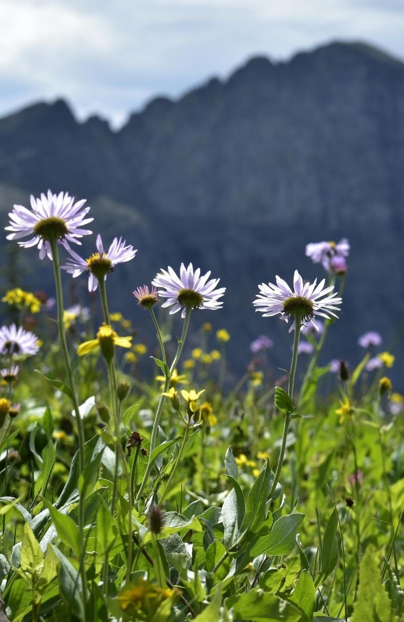 Flowers on the hillside to illustrate the benefits of burnout therapy and trauma therapy in Ottawa