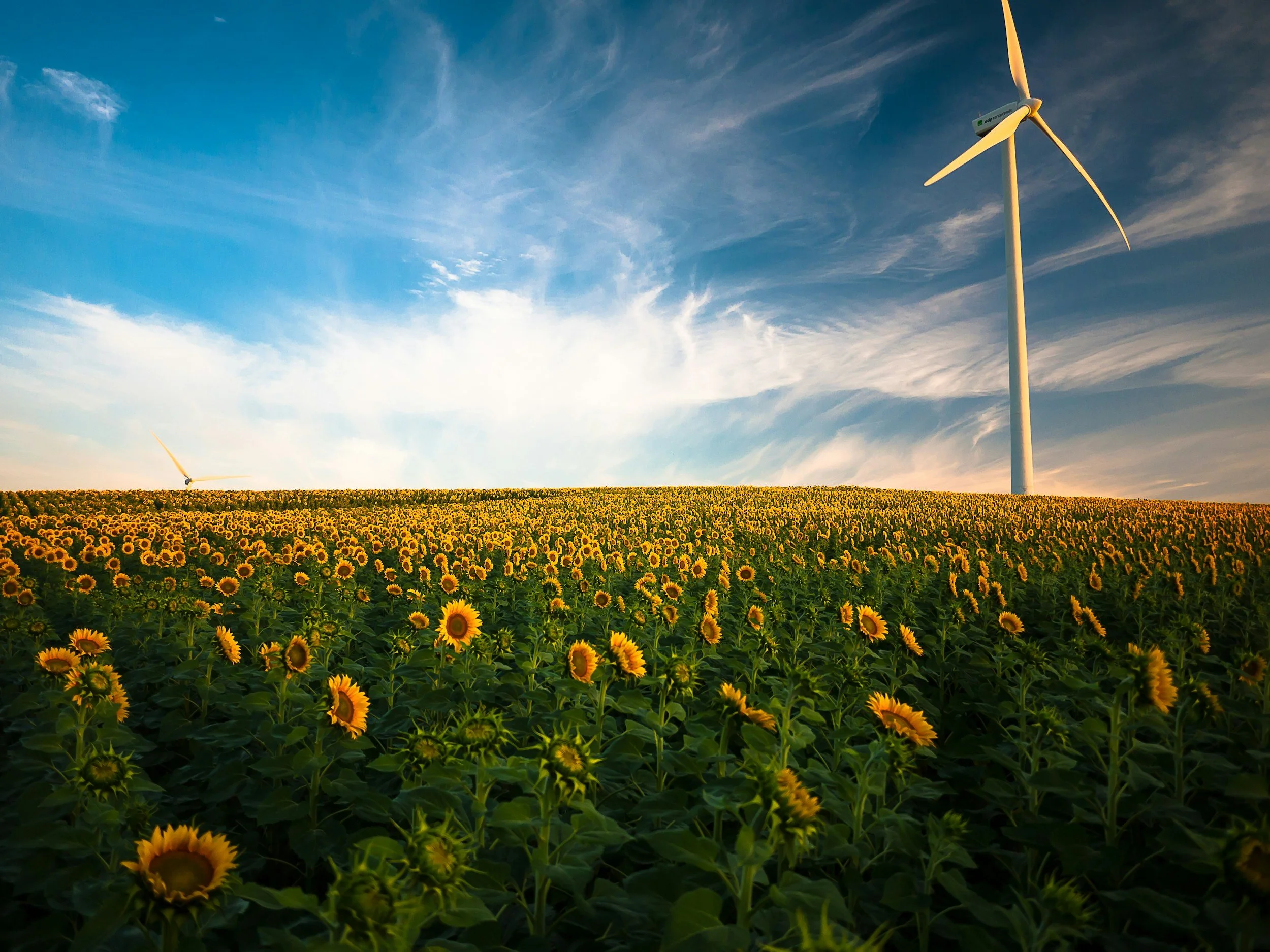 A field of blooming sunflowers under a partly cloudy blue sky with wind turbines in the background.