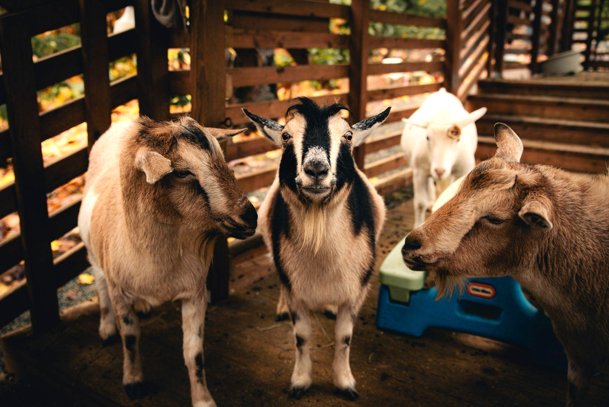 goat_1.png