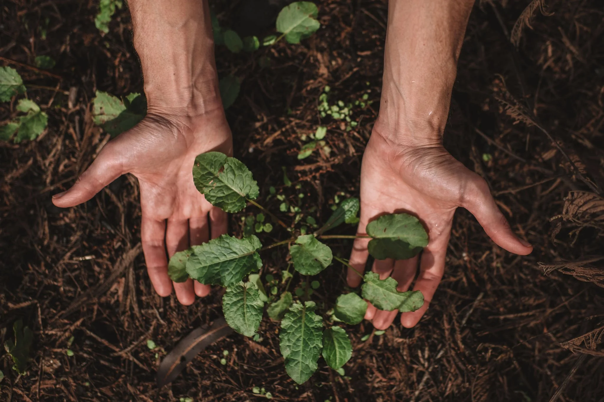 Hands gently holding a plant in the soil.