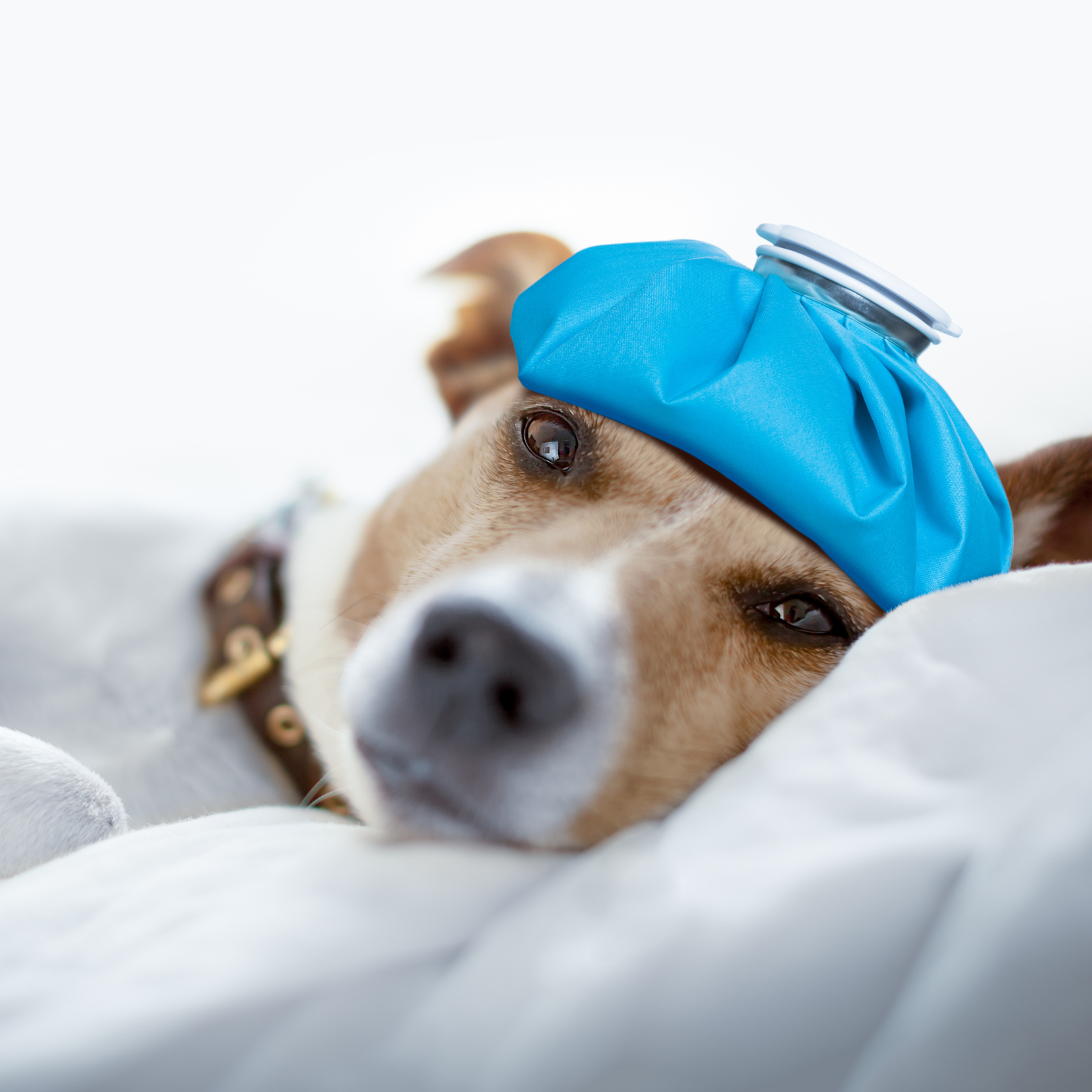 Hangover Cure: Can IV Hydration Really Help?