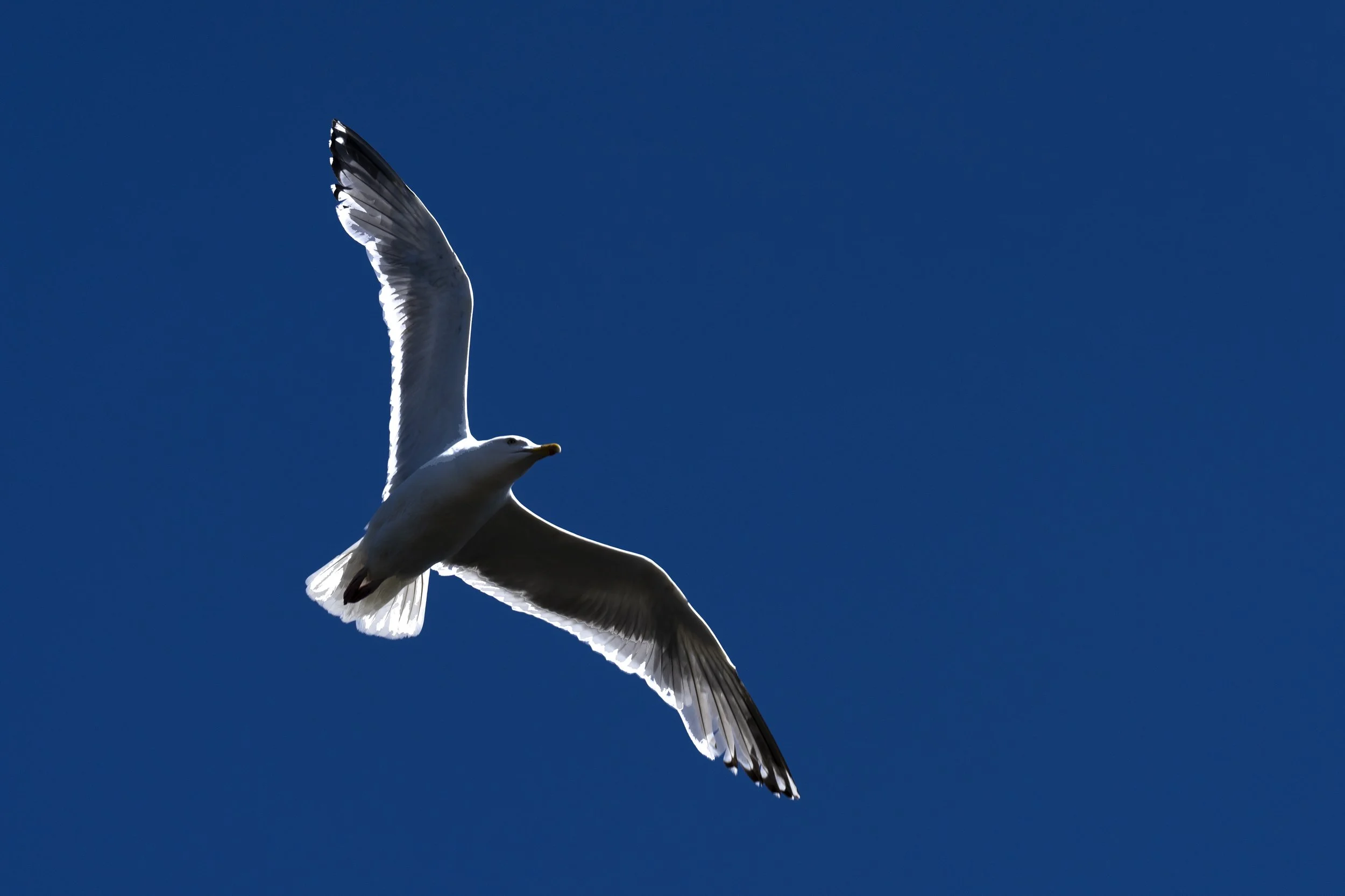 _DSC0053_440.jpg