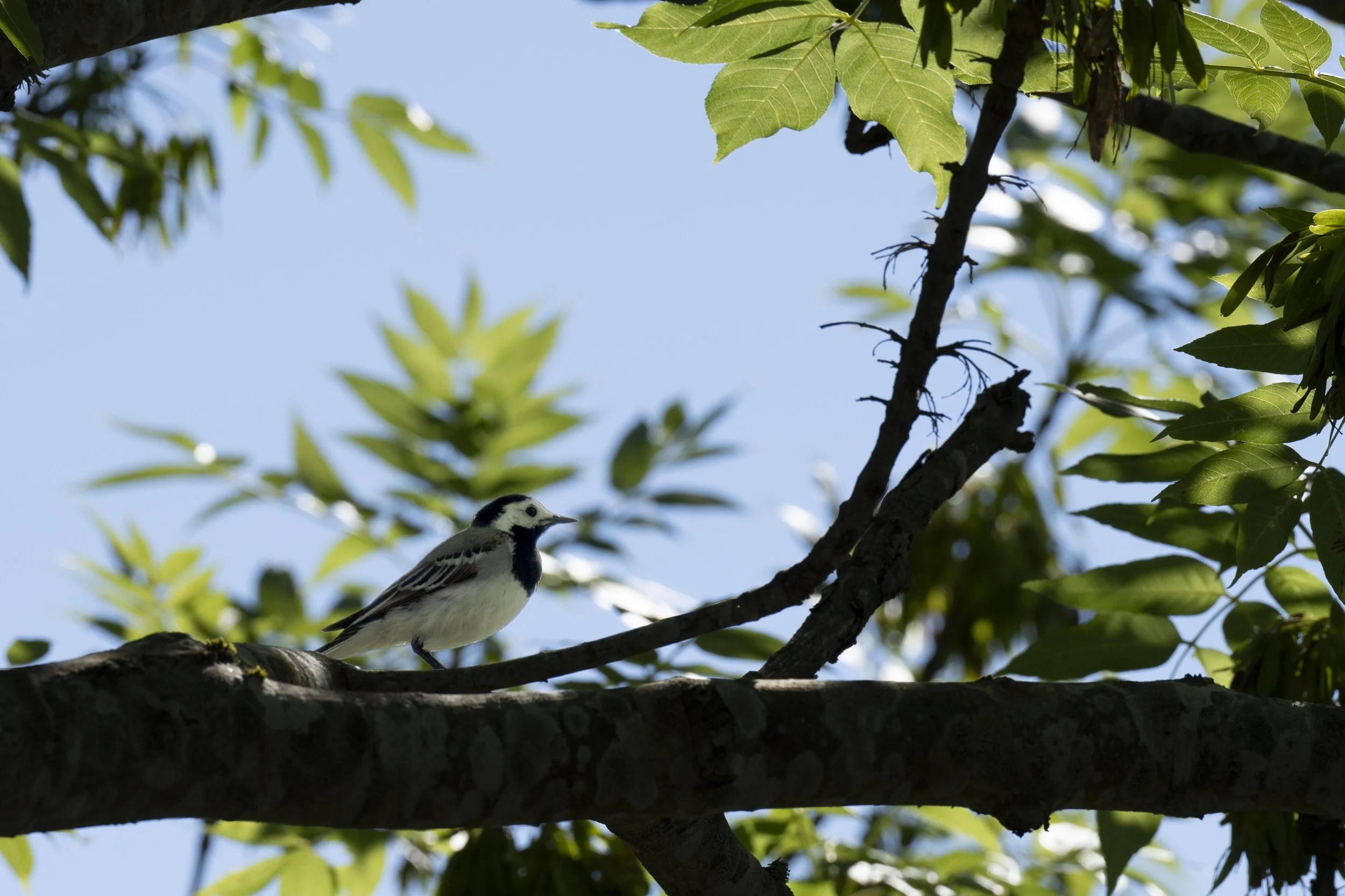 _DSC9973_439.jpg