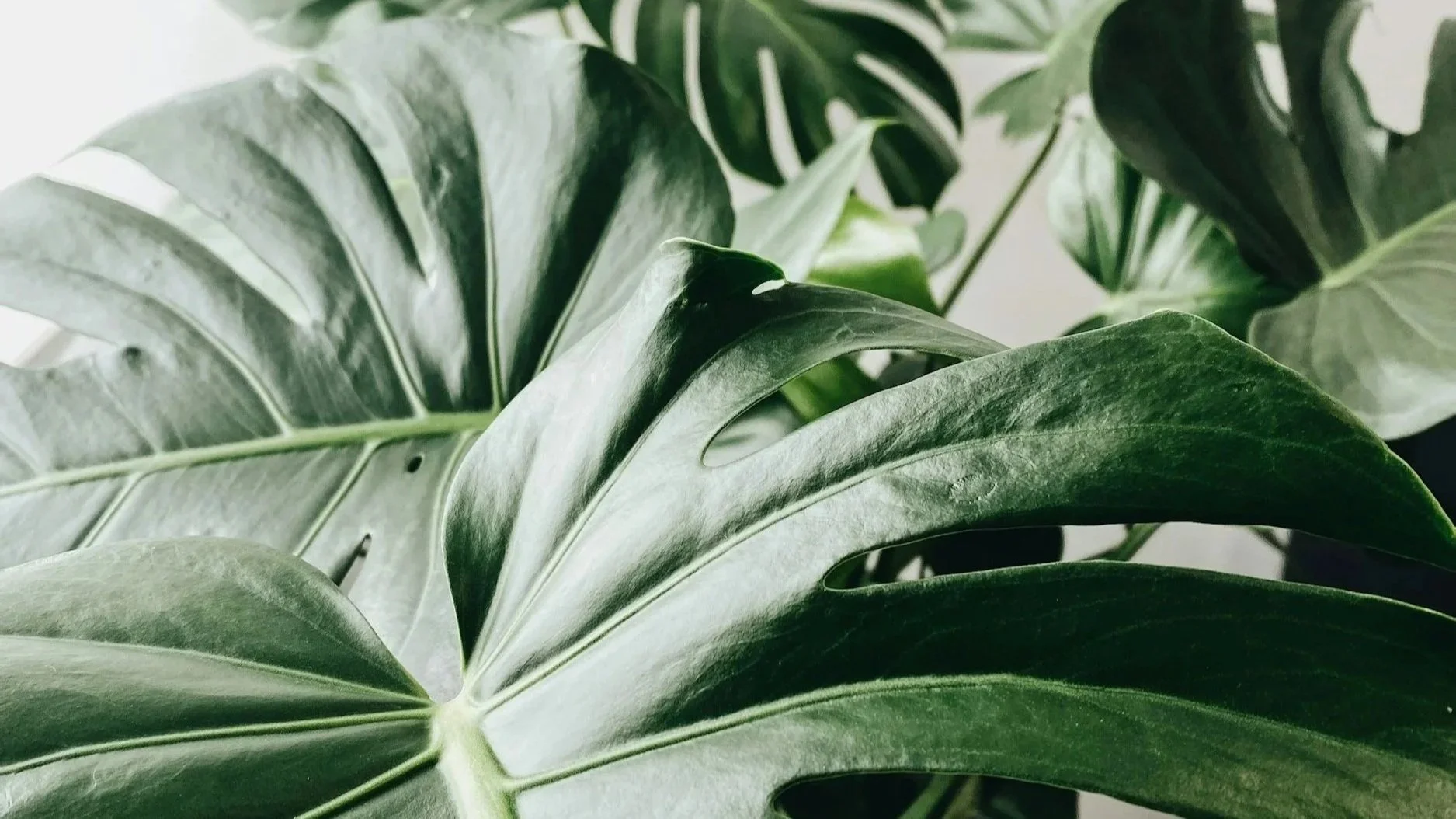 Close-up of green Monstera plant leaves with characteristic splits and holes in the foliage.